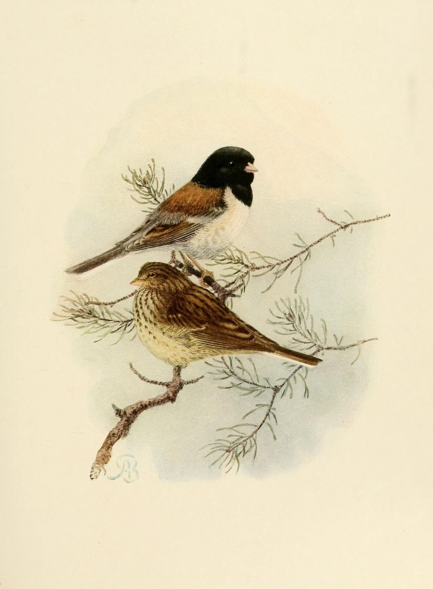 Birds of California 1923 Sierra Junco Canvas Art - A Brooks (24 x 36)