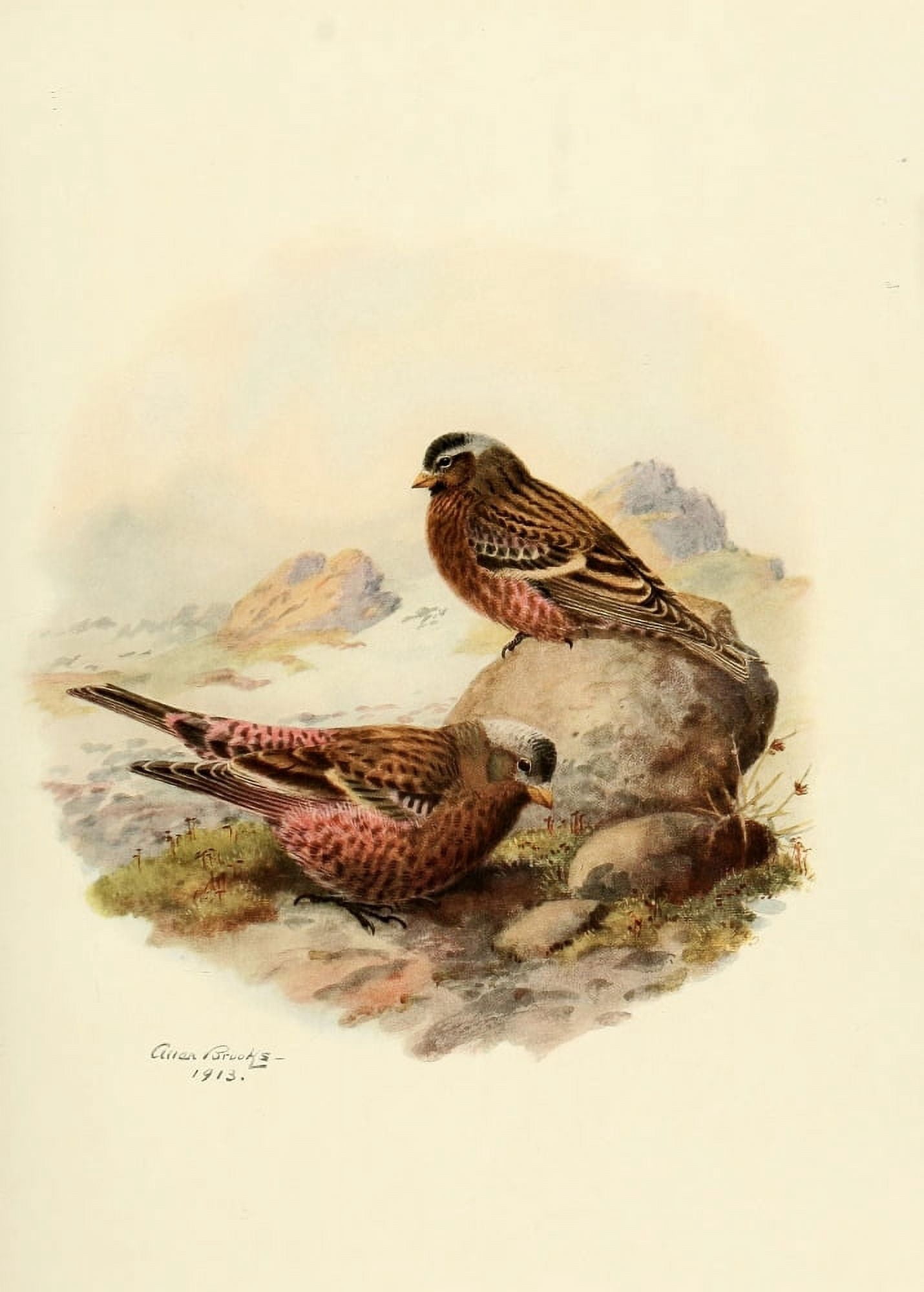Birds of California 1923 Sierra Nevada Rosy Finch Canvas Art - A Brooks (18 x 24)