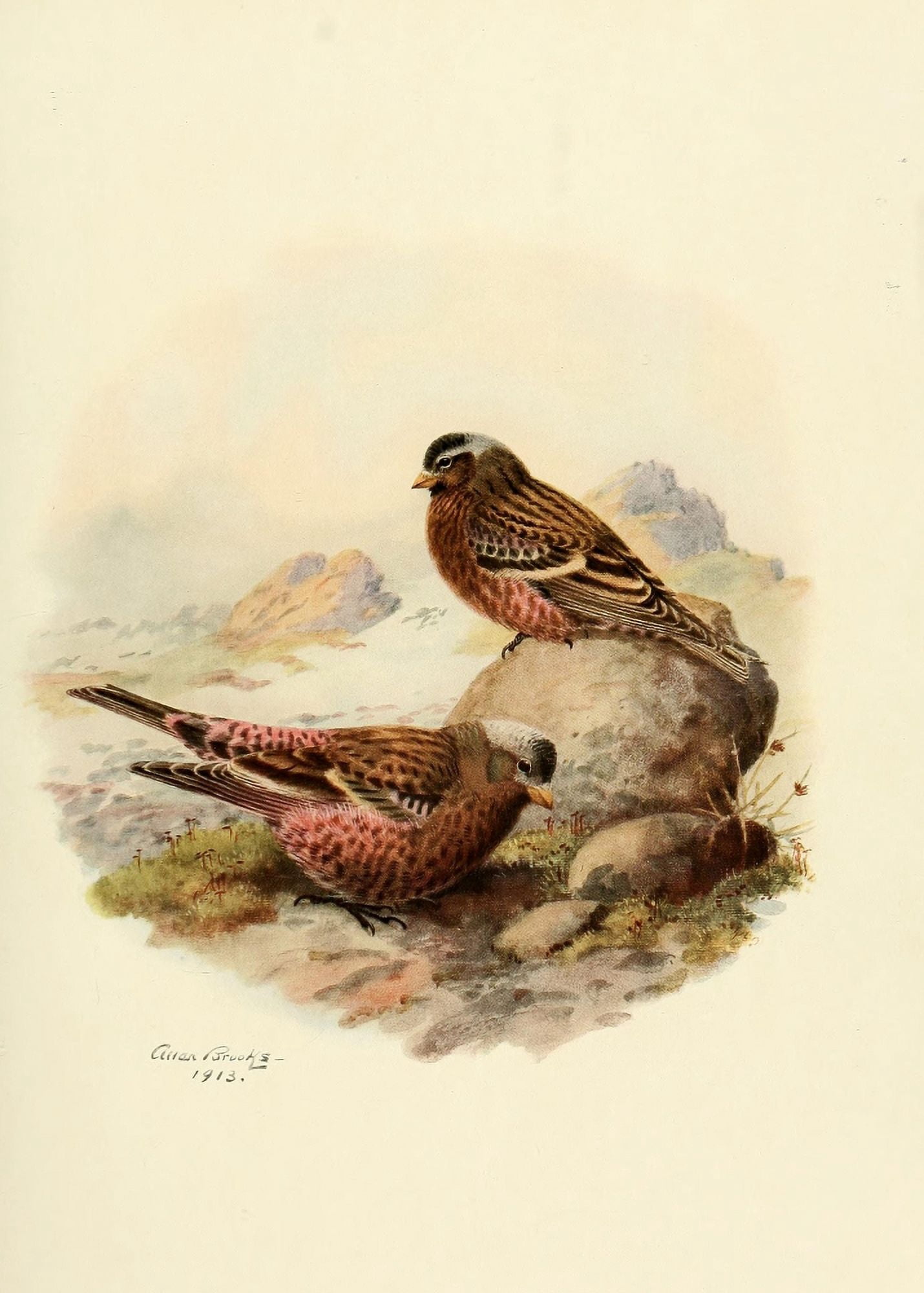 Birds of California 1923 Sierra Nevada Rosy Finch Canvas Art - A Brooks (24 x 36)