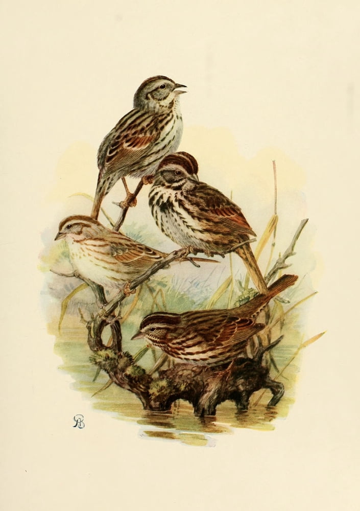 Birds of California 1923 Song Sparrows Canvas Art - A Brooks (18 x 24)