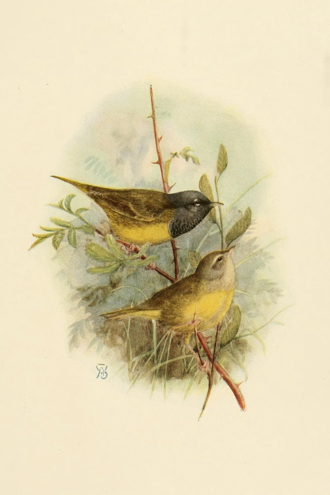 Birds of California 1923 Tolmies Warbler Canvas Art - A Brooks (24 x 36)
