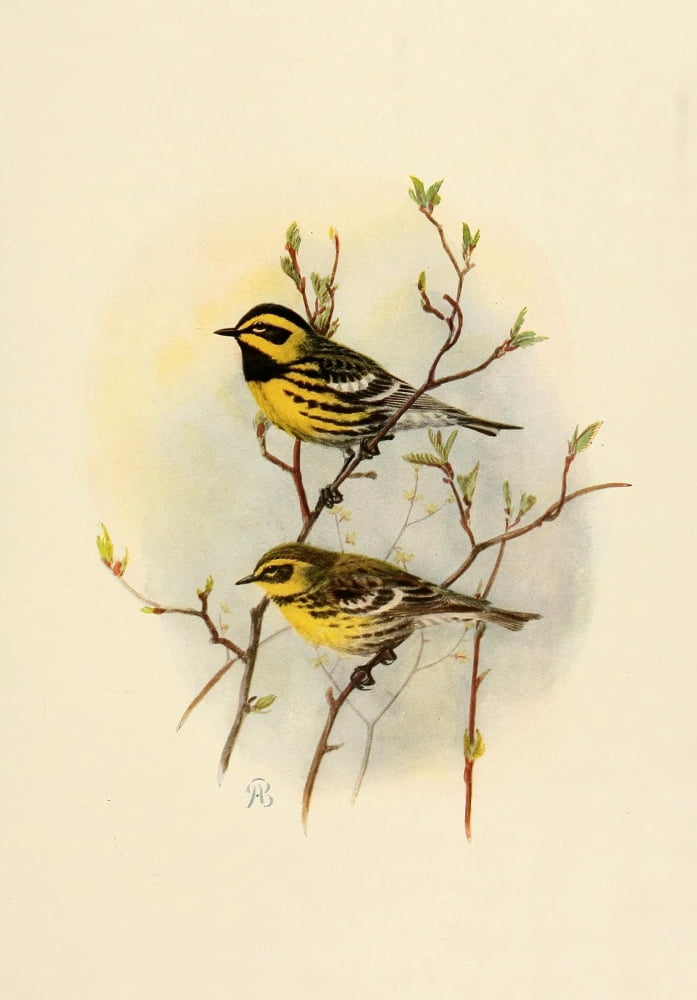Birds of California 1923 Townsends Warbler Canvas Art - A Brooks (24 x 36)