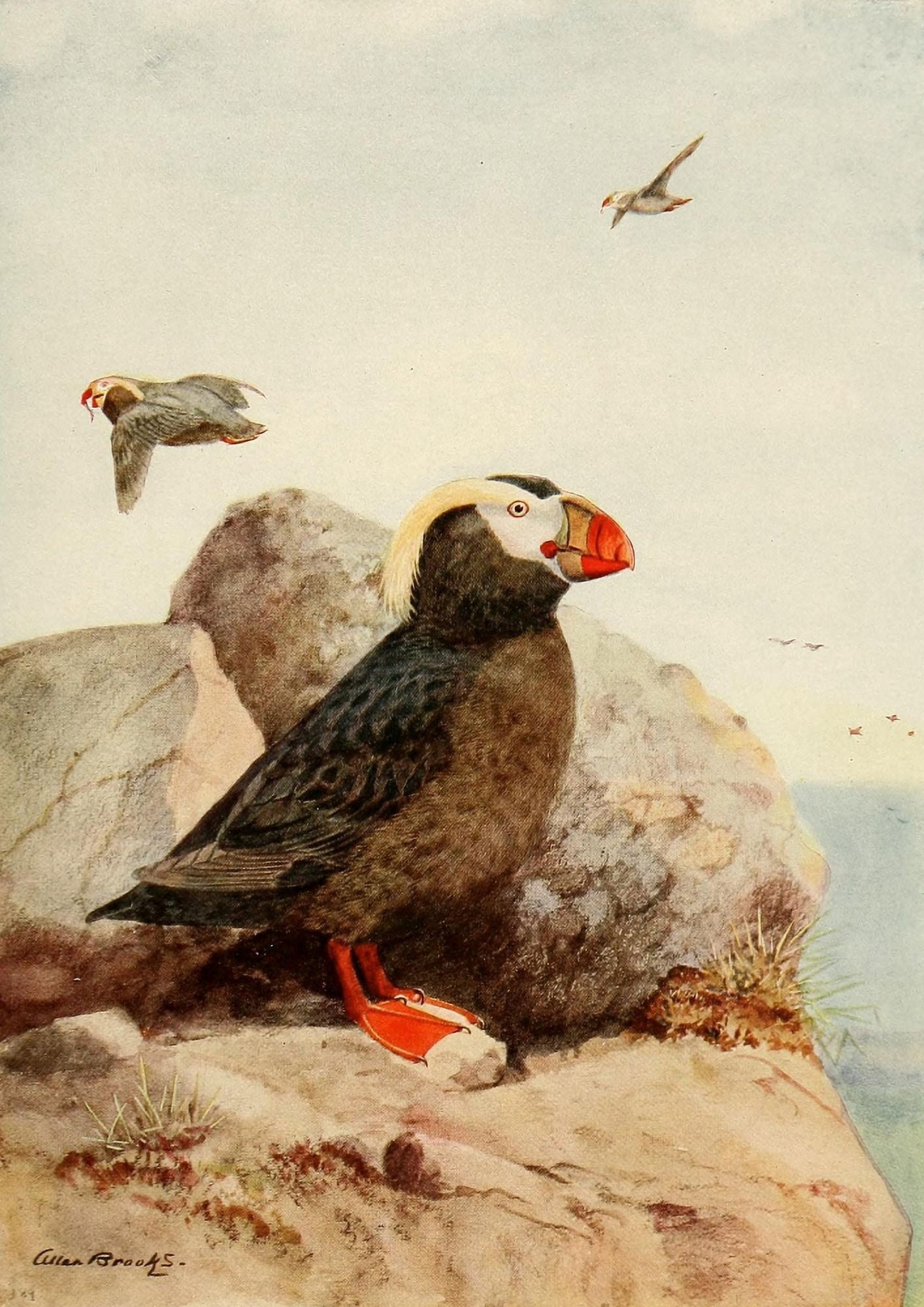 Birds of California 1923 Tufted Puffin Canvas Art - A Brooks (18 x 24)