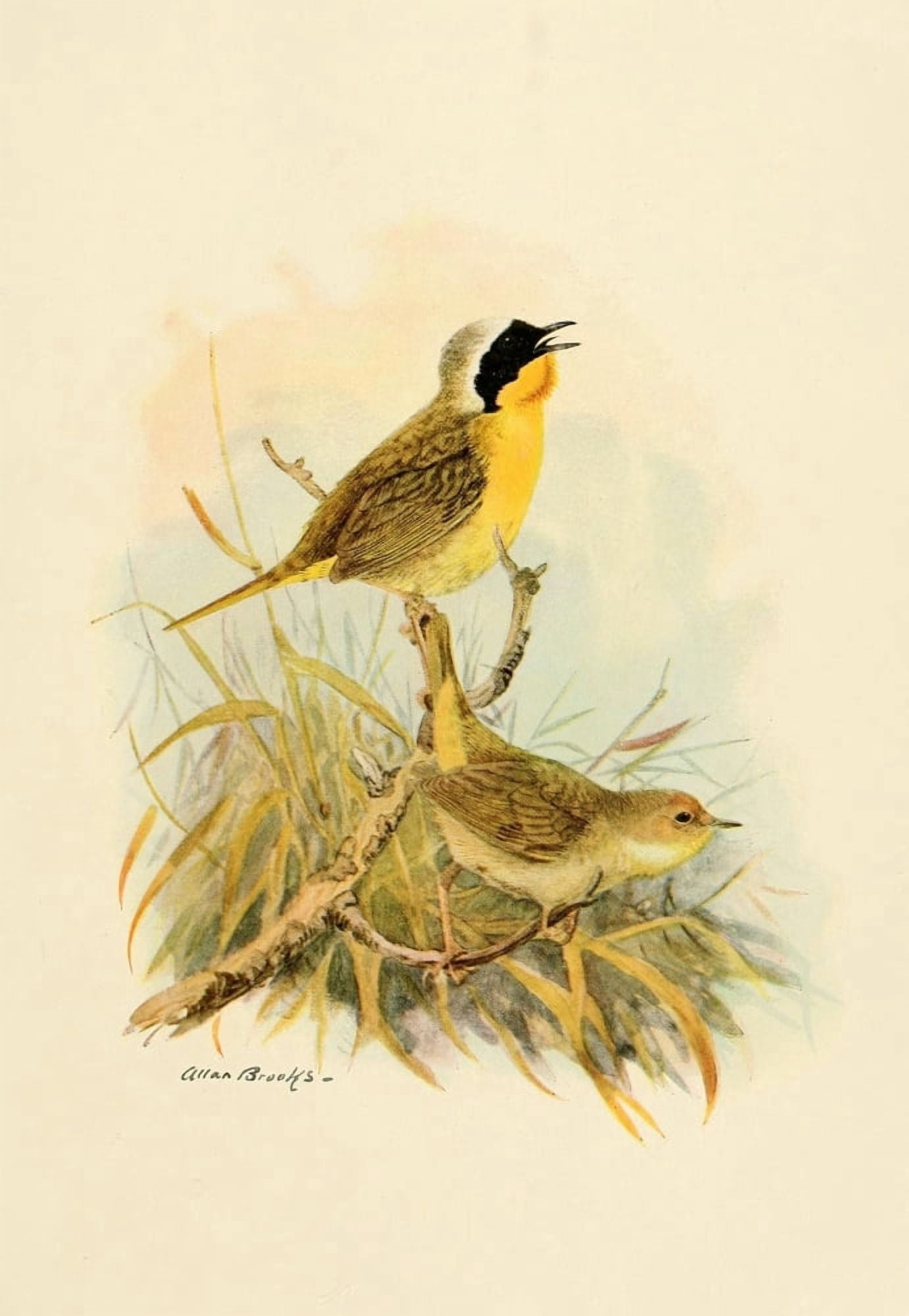 Birds of California 1923 Tule Yellow-throat Canvas Art - A Brooks (24 x 36)