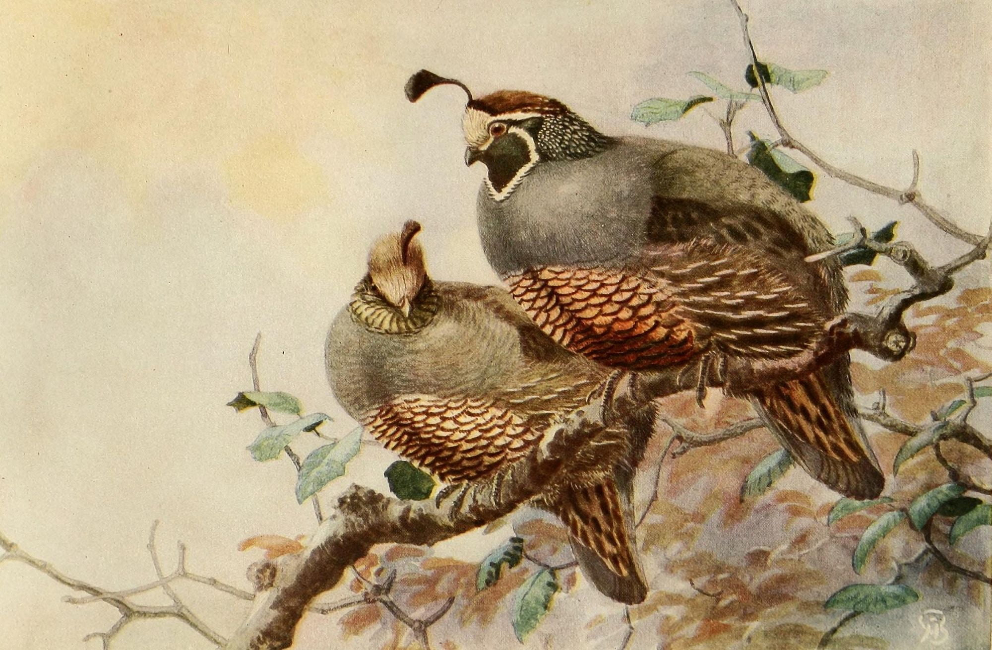 Birds of California 1923 Valley Quail Canvas Art - A Brooks (24 x 36)