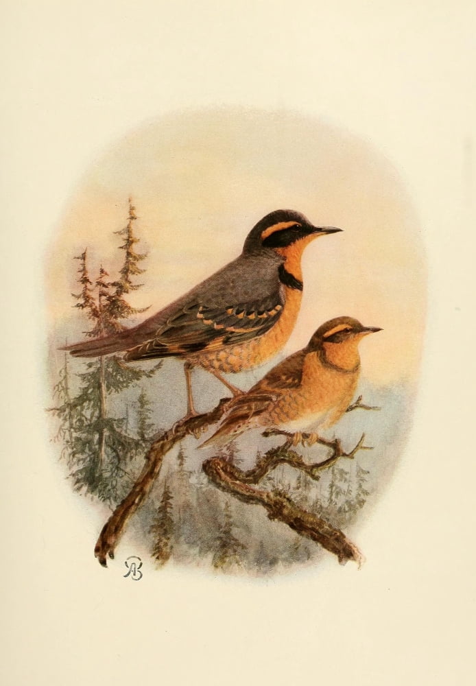 Birds of California 1923 Varied Thrush Canvas Art - A Brooks (18 x 24)
