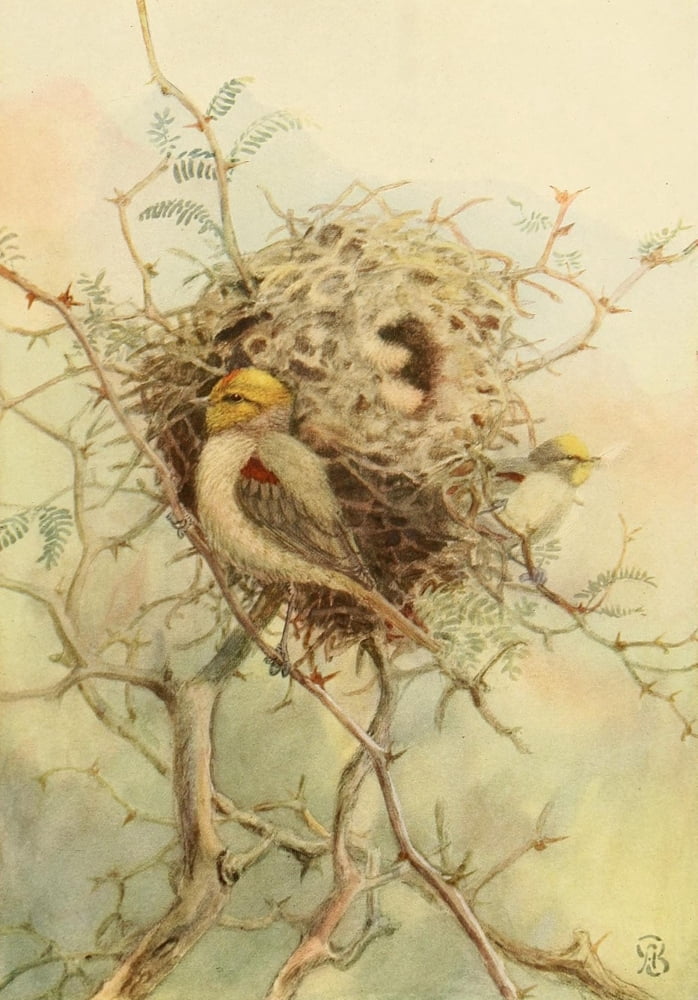 Birds of California 1923 Verdin Canvas Art - A Brooks (24 x 36)