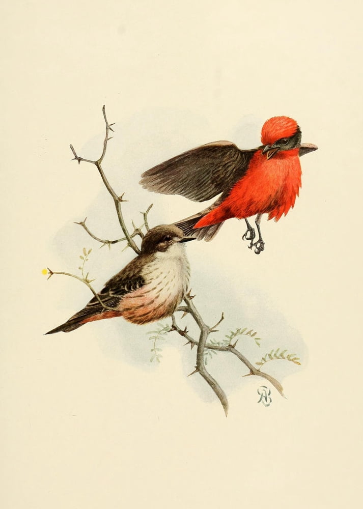 Birds of California 1923 Vermillion Flycatcher Canvas Art - A Brooks (18 x 24)
