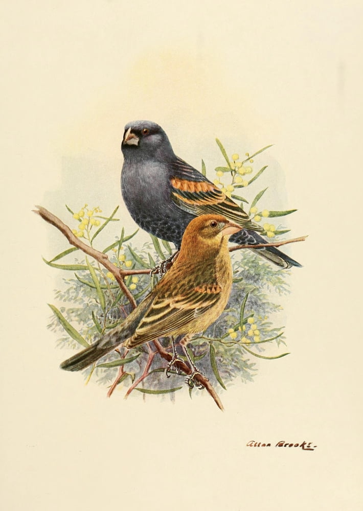 Birds of California 1923 Western Blue Grosbeak Canvas Art - A Brooks (18 x 24)