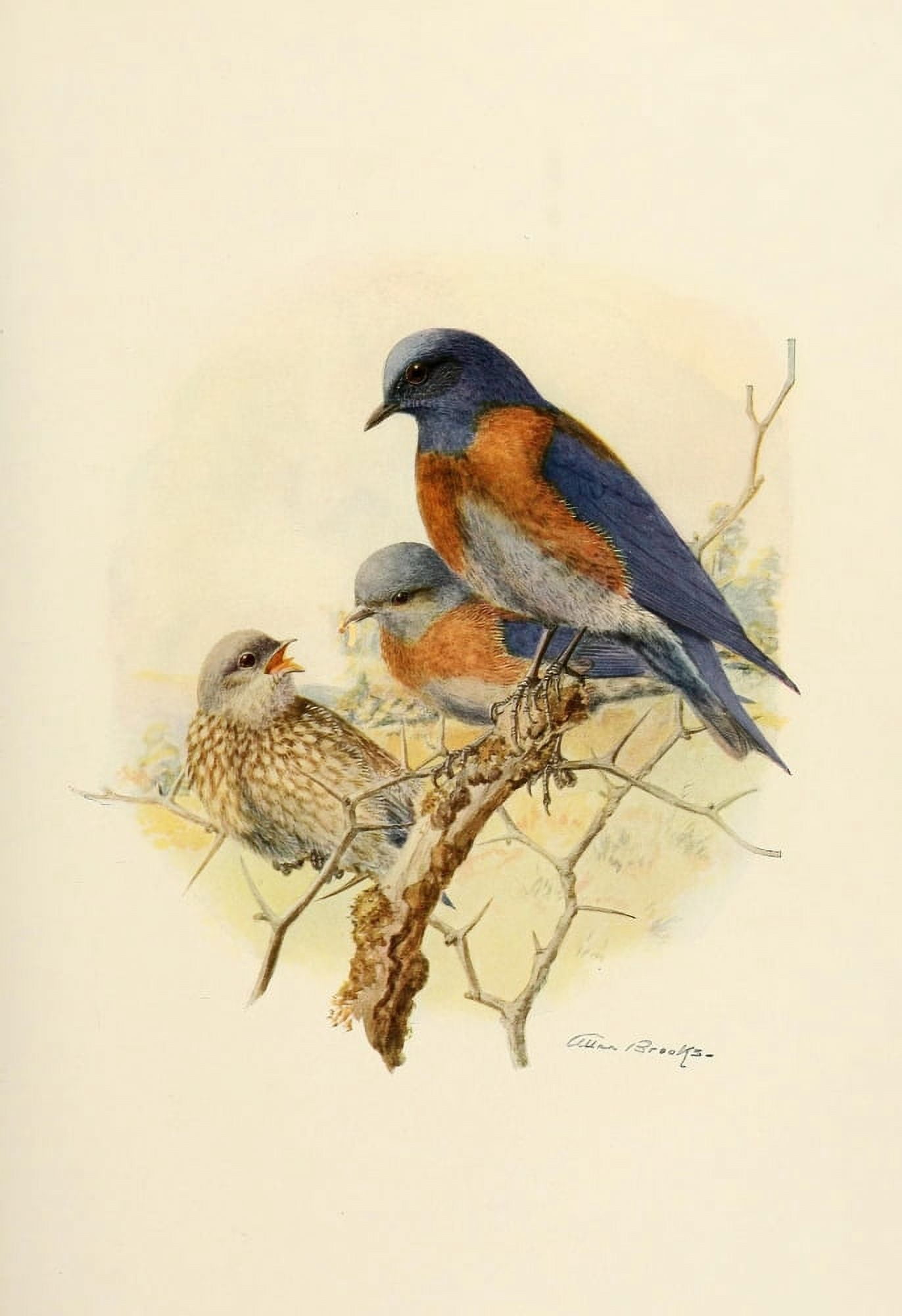 Birds of California 1923 Western Bluebird Canvas Art - A Brooks (18 x 24)