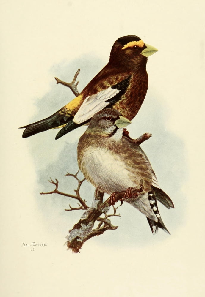 Birds of California 1923 Western Evening Grosbeak Canvas Art - A Brooks (18 x 24)