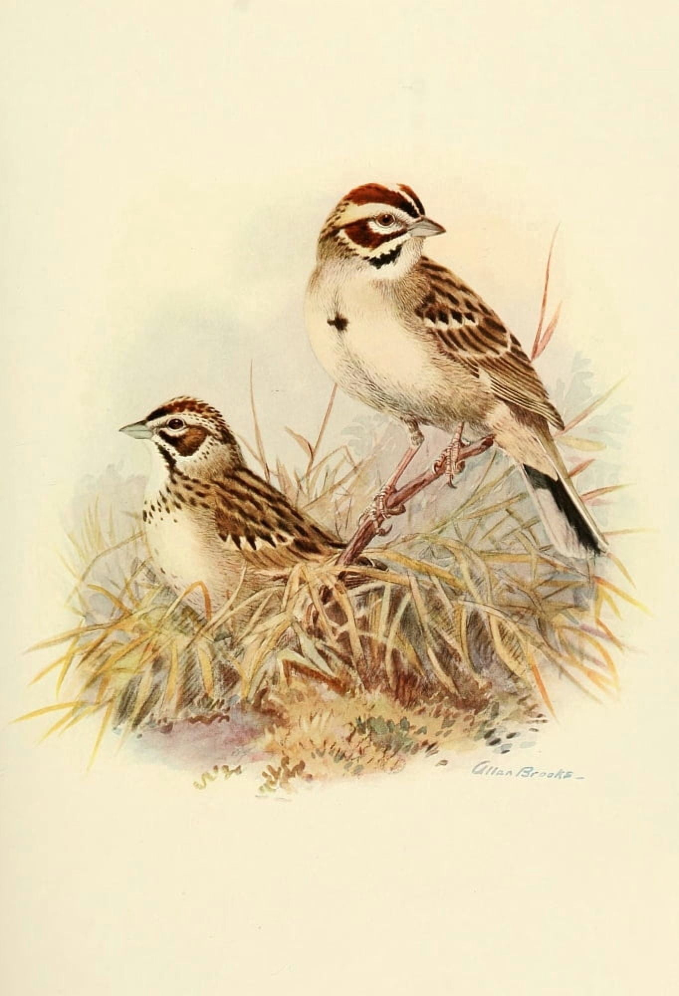 Birds of California 1923 Western Lark Sparrow Canvas Art - A Brooks (24 x 36)