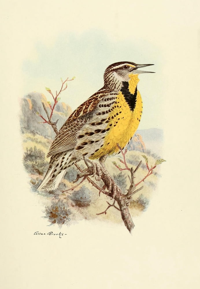 Birds of California 1923 Western Meadowlark Canvas Art - A Brooks (18 x 24)