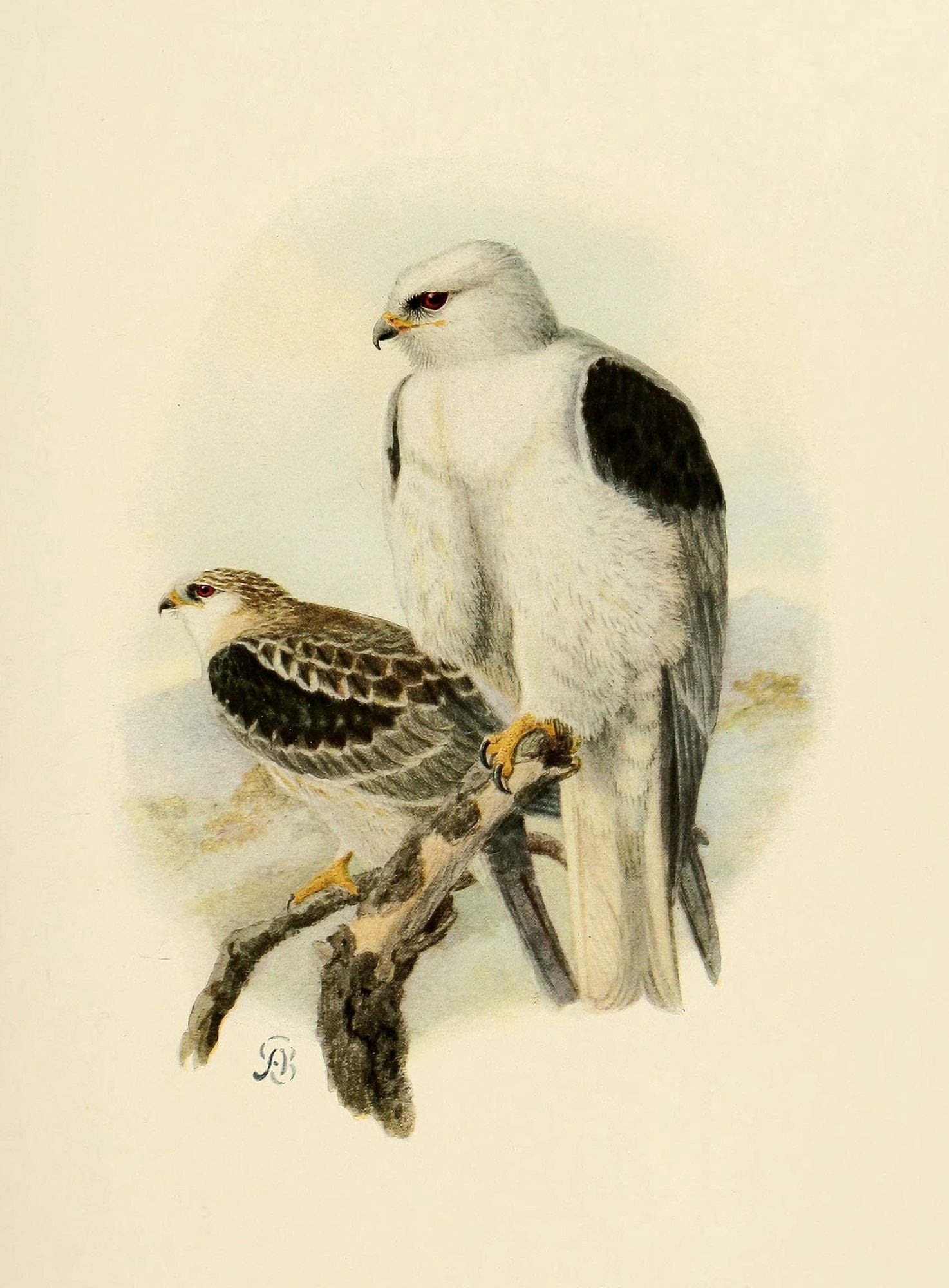 Birds of California 1923 White-tailed Kite Canvas Art - A Brooks (18 x 24)
