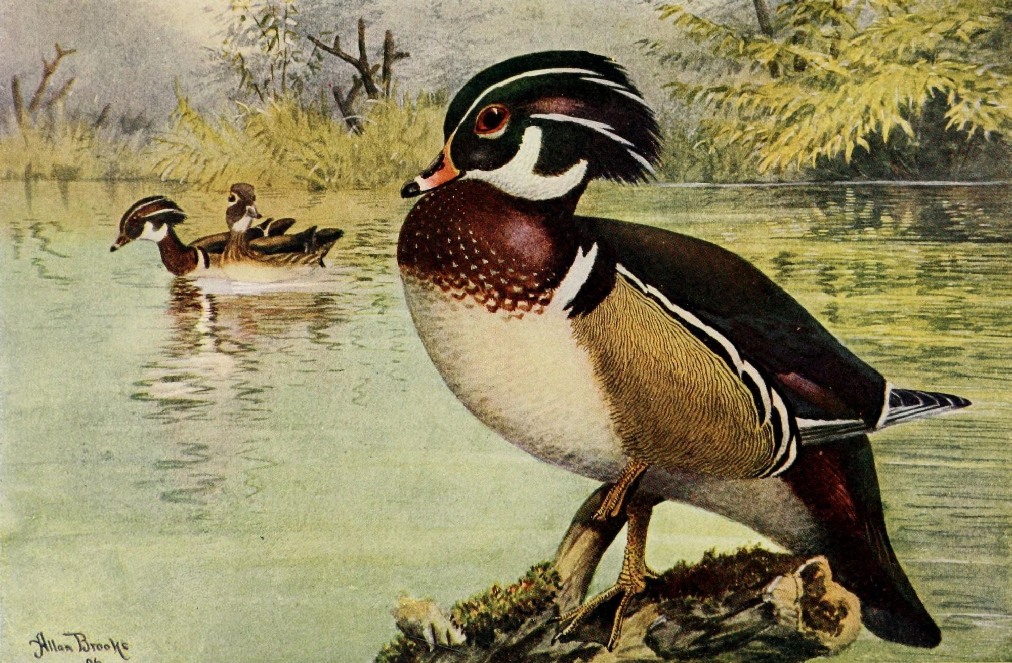 Birds of California 1923 Wood Duck Canvas Art - A Brooks (24 x 36)