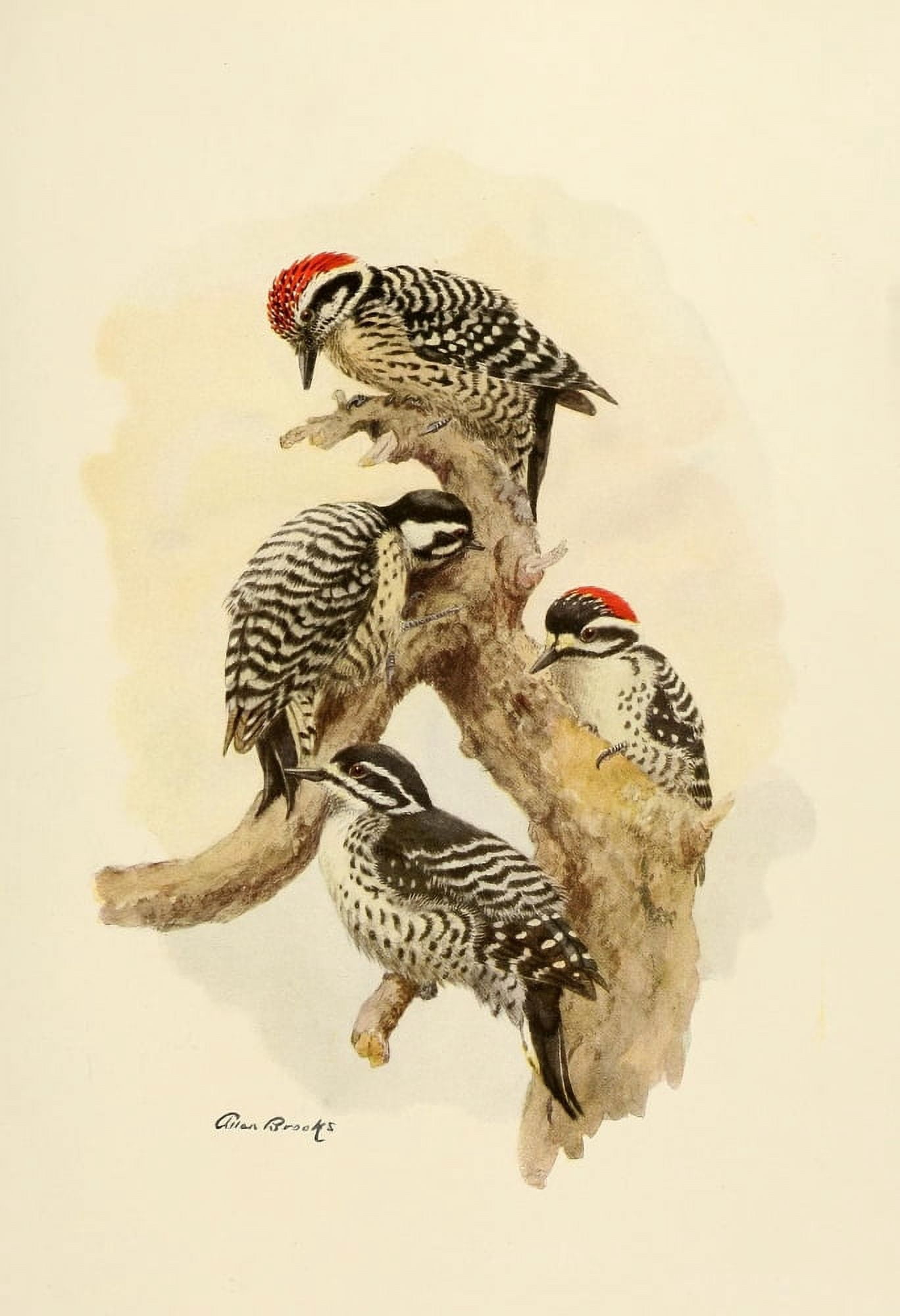 Birds of California 1923 Woodpeckers Canvas Art - A Brooks (18 x 24)