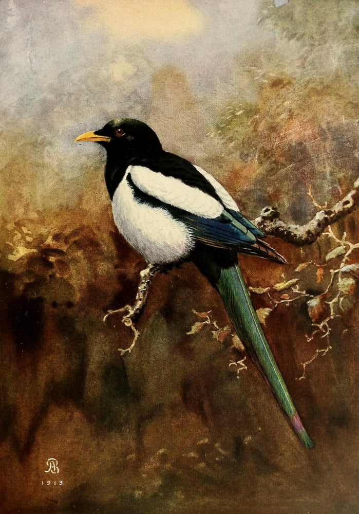 Birds of California 1923 Yellow-billed Magpie Canvas Art - A Brooks (18 x 24)
