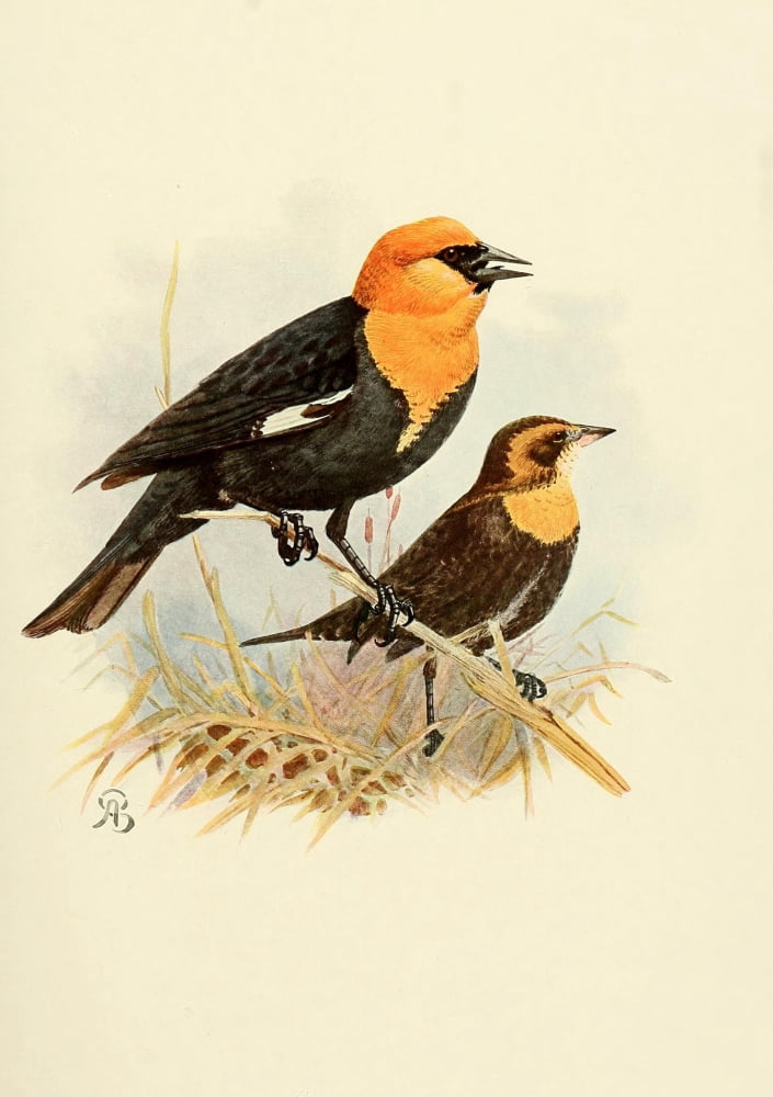 Birds of California 1923 Yellow-headed Blackbird Canvas Art - A Brooks (18 x 24)