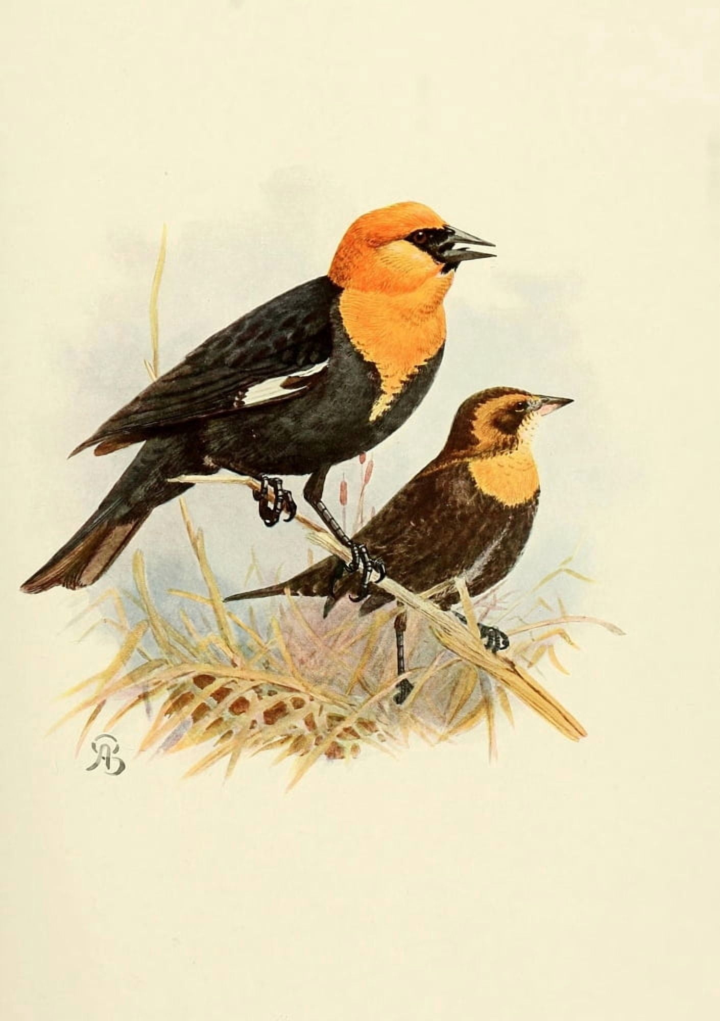 Birds of California 1923 Yellow-headed Blackbird Canvas Art - A Brooks (24 x 36)