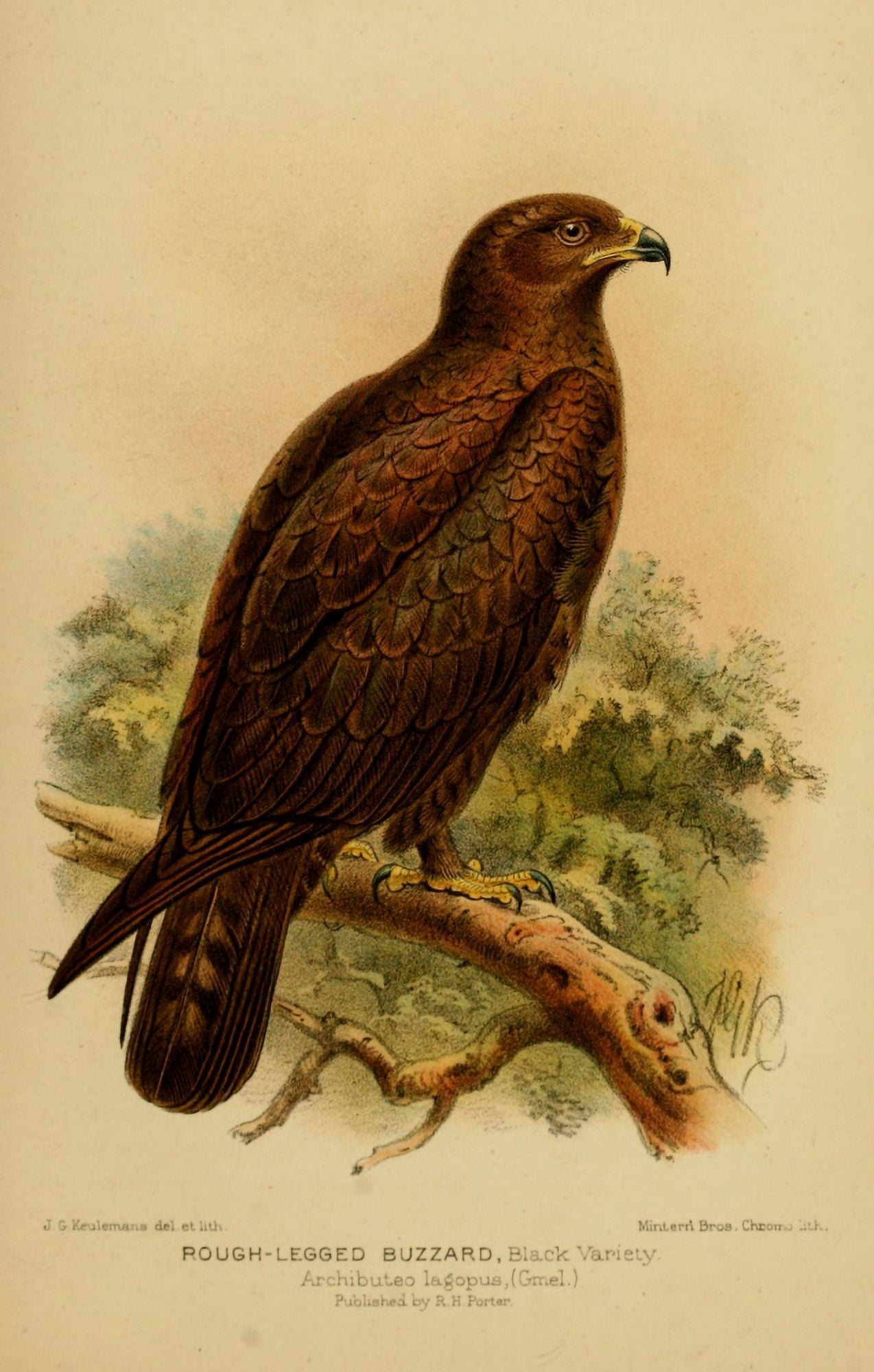 Birds of Devon 1892 Buzzard Rough-legged Canvas Art - John G Keulemans (18 x 24)