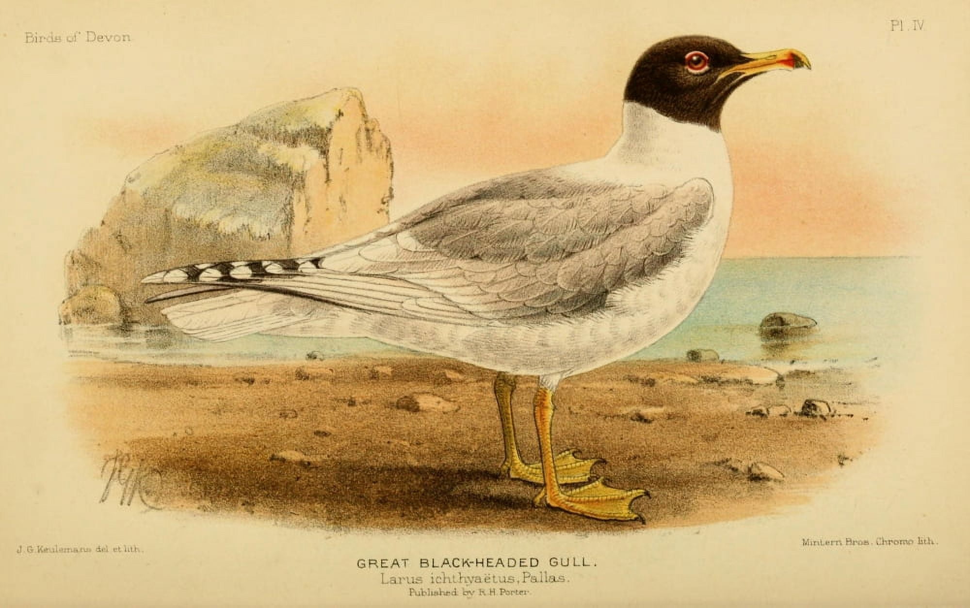Birds of Devon 1892 Gull Great Black-headed Canvas Art - John G Keulemans (24 x 36)
