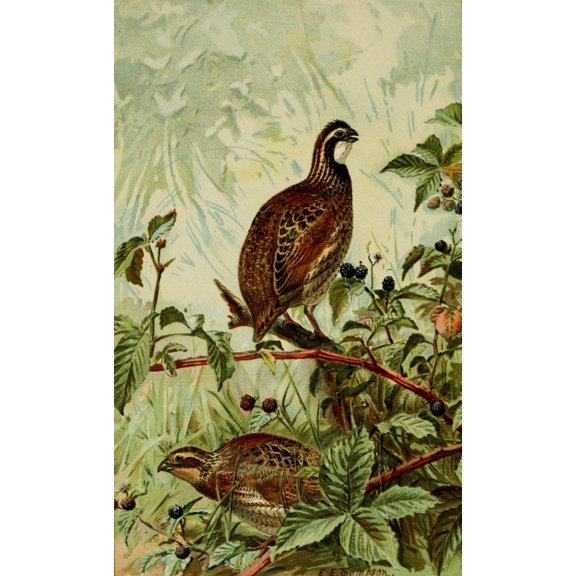 Birds of E North America 1896 Bob-White Canvas Art - EE Thompson (18 x 24)