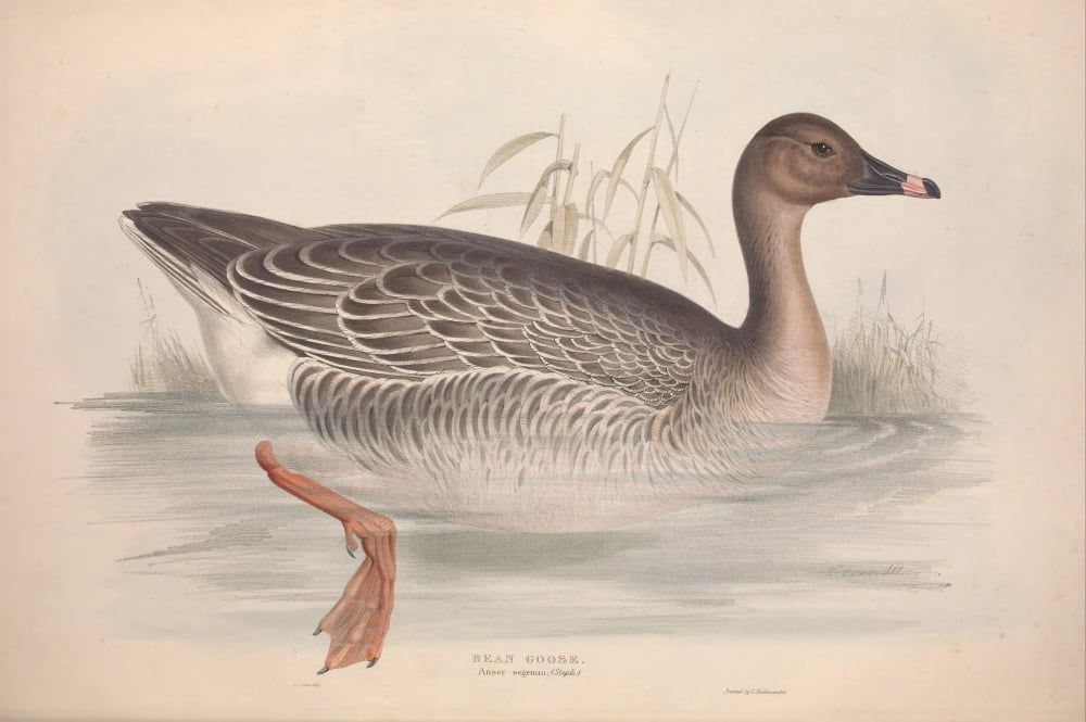 Birds of Europe 1837 Bean Goose Canvas Art - Edward Lear (18 x 24)