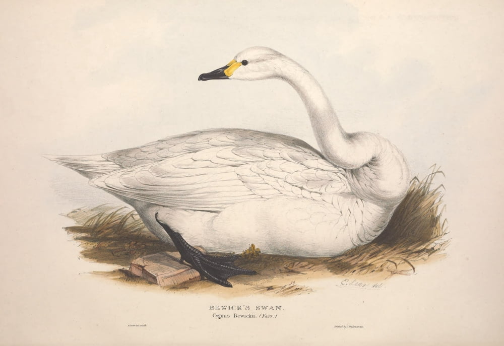 Birds of Europe 1837 Bewicks Swan Canvas Art - Edward Lear (18 x 24)