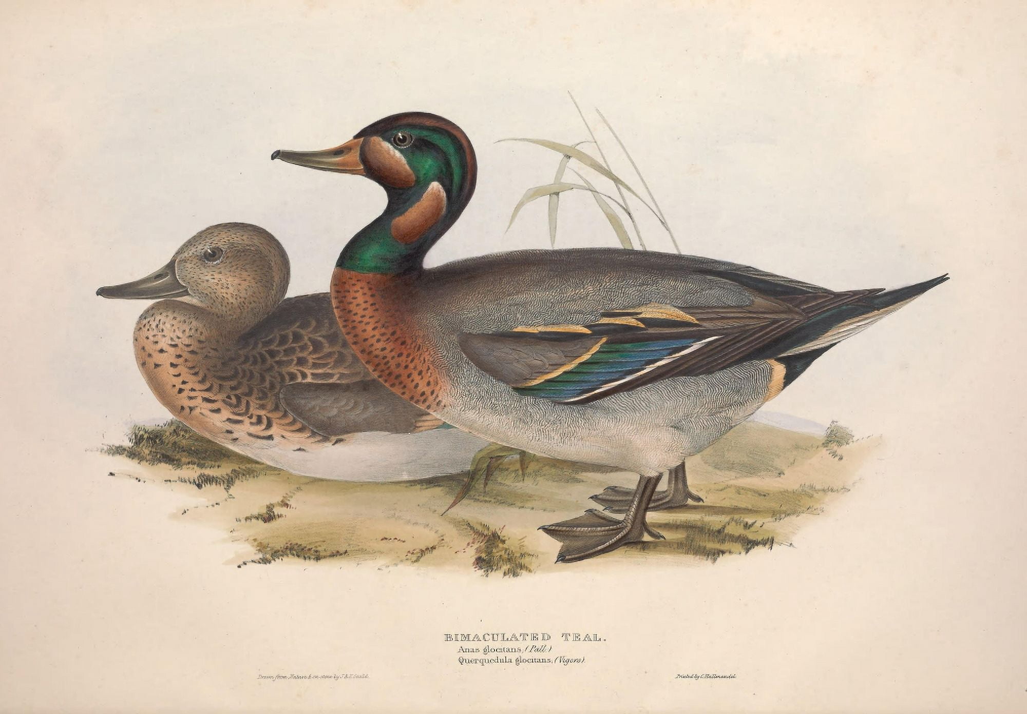 Birds of Europe 1837 Bimaculated Teal Canvas Art - J & E Gould (18 x 24)
