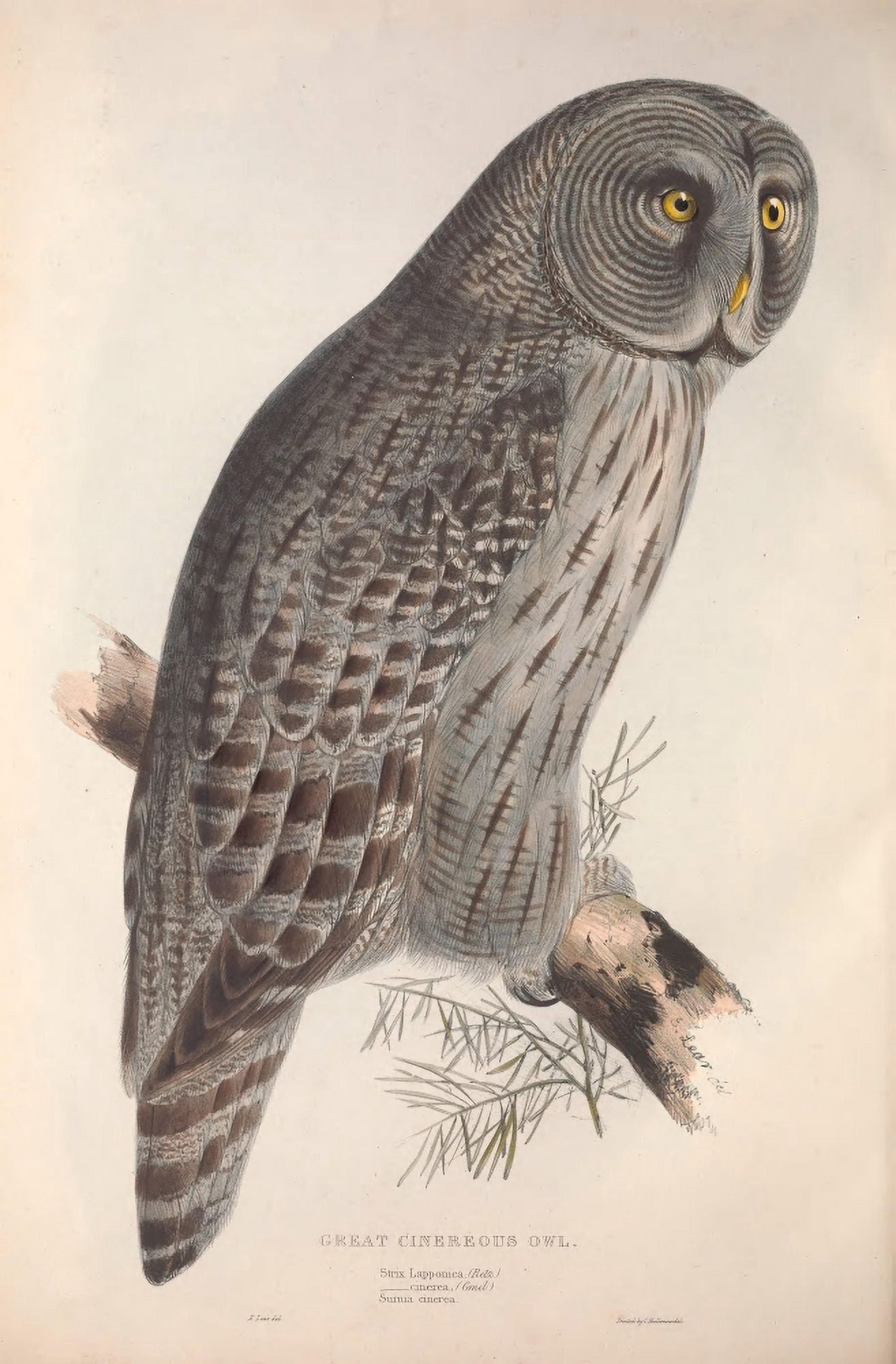 Birds of Europe 1837 Cinereous Owl Canvas Art - J & E Gould (18 x 24)