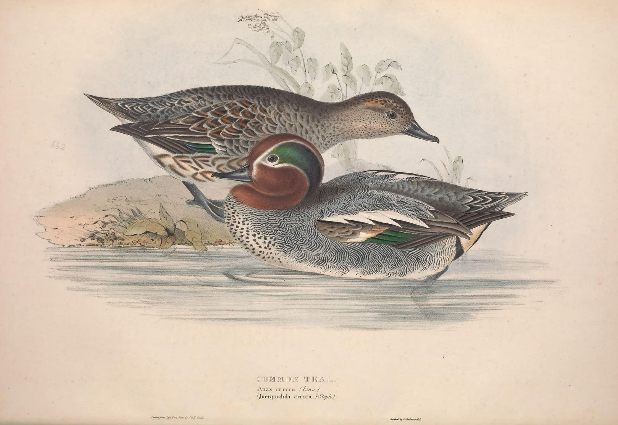 Birds of Europe 1837 Common Teal Canvas Art - J & E Gould (24 x 36)