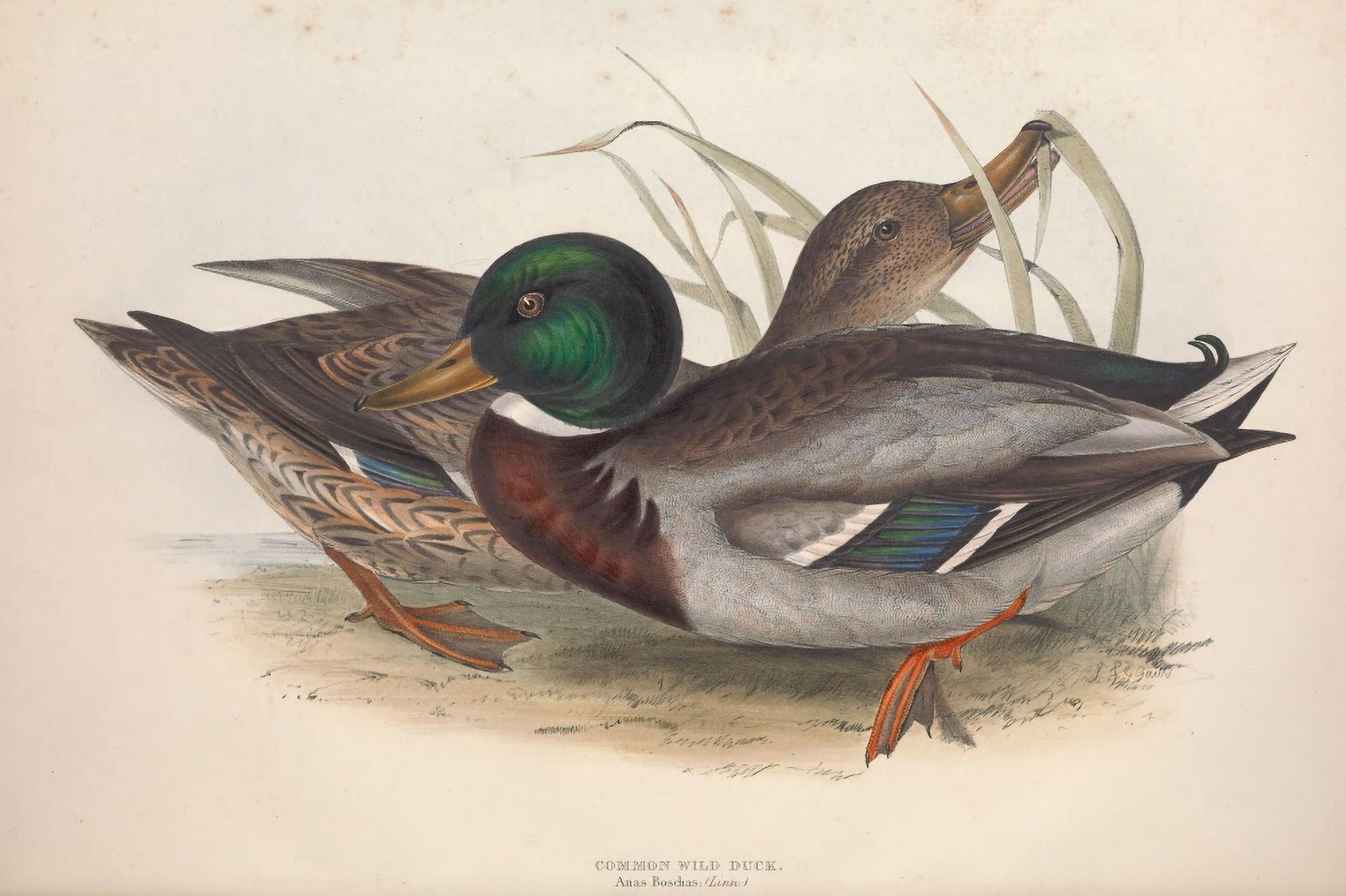 Birds of Europe 1837 Common Wild Duck Canvas Art - J & E Gould (18 x 24)