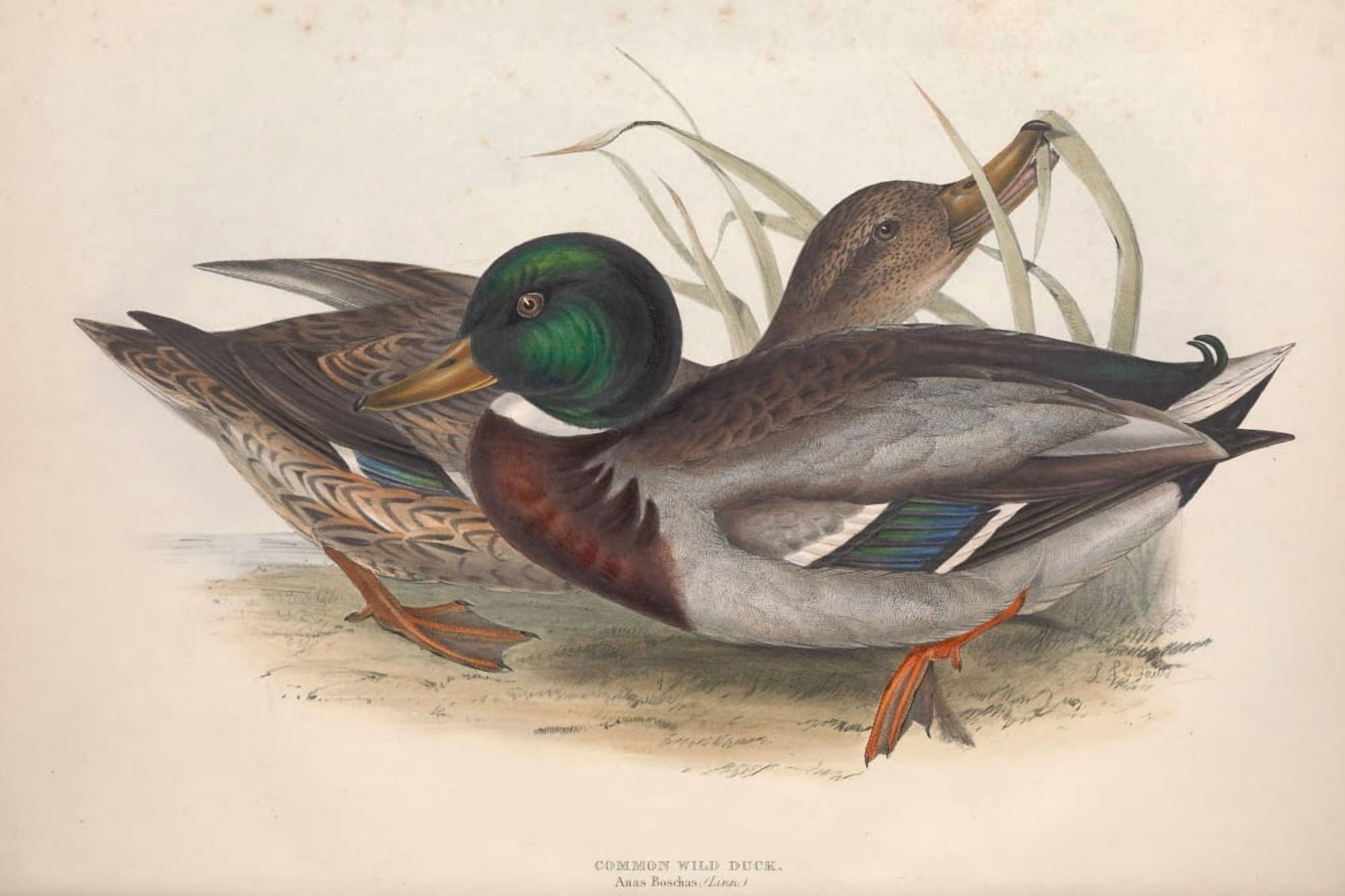 Birds of Europe 1837 Common Wild Duck Canvas Art - J & E Gould (24 x 36)