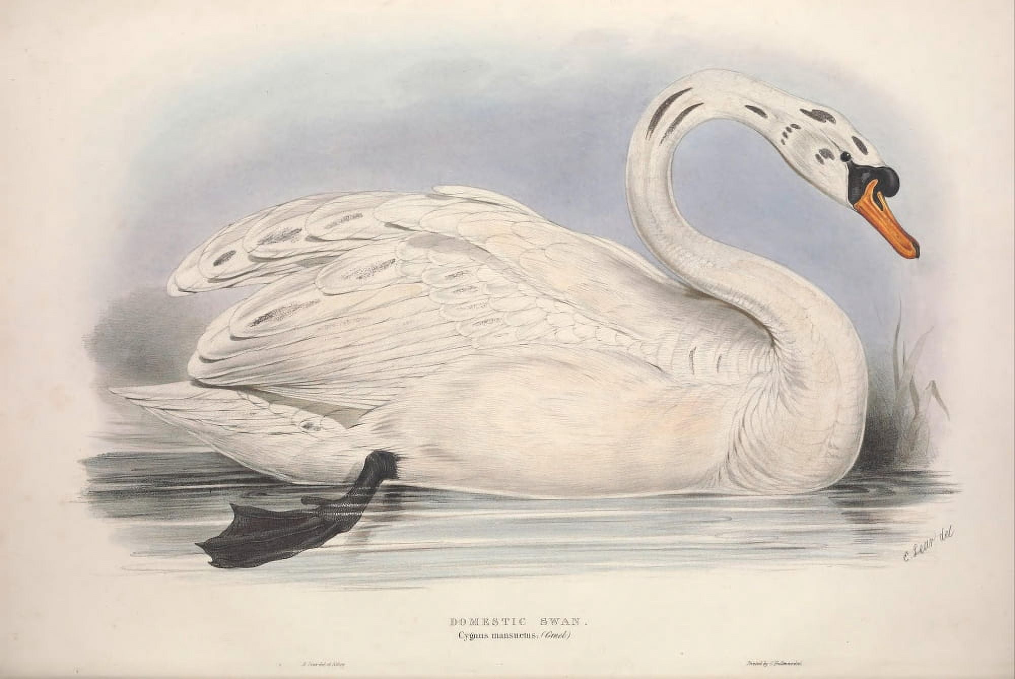 Birds of Europe 1837 Domestic Swan Canvas Art - Edward Lear (24 x 36)