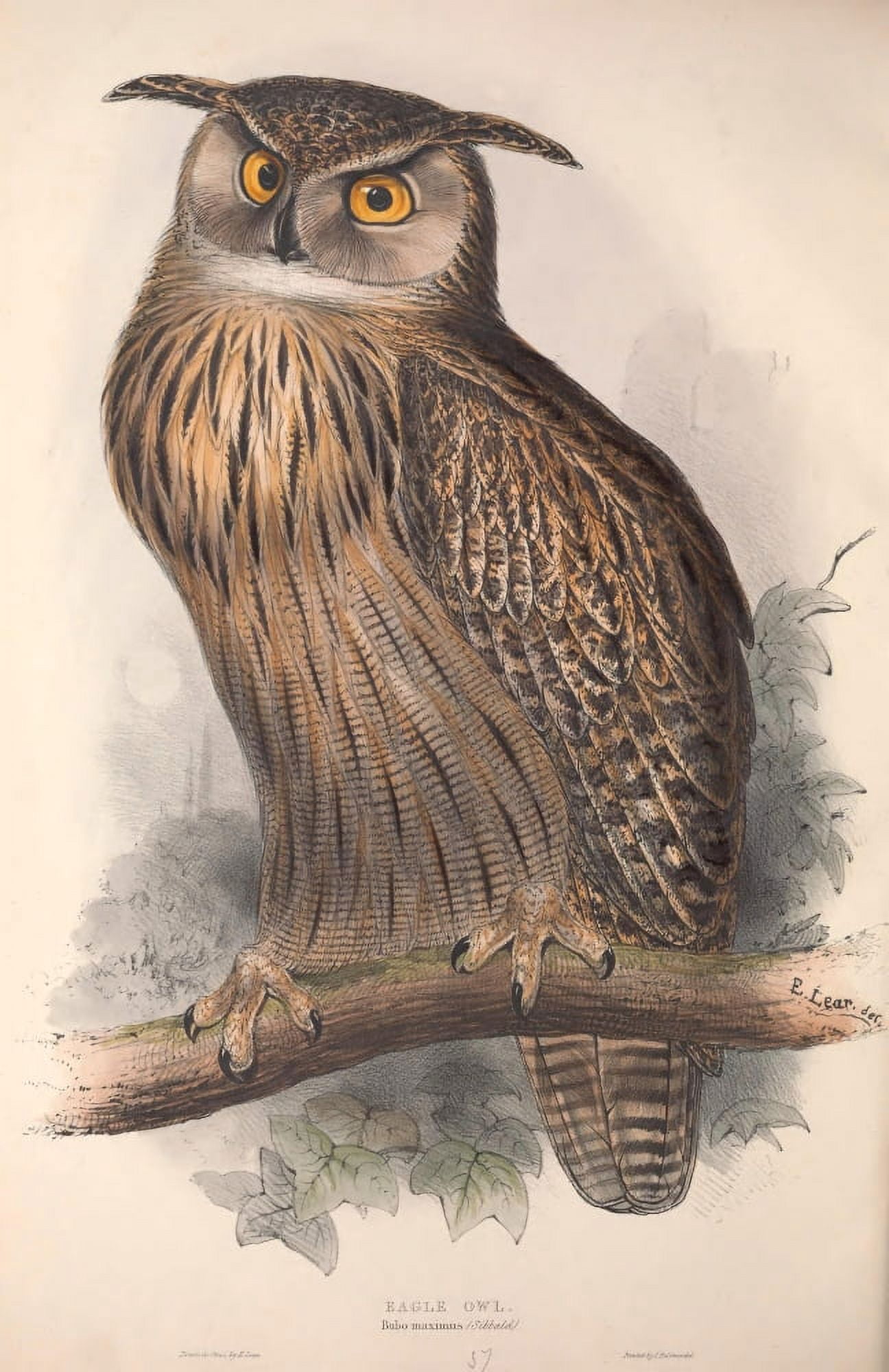 Birds of Europe 1837 Eagle Owl Canvas Art - Edward Lear (18 x 24)