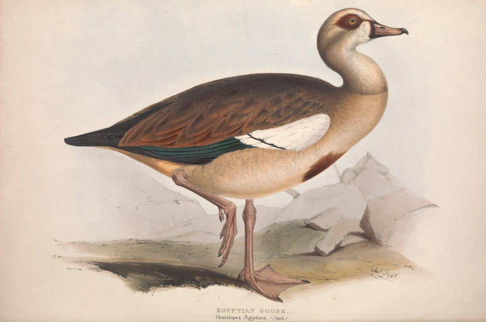 Birds of Europe 1837 Egyptian Goose Canvas Art - Edward Lear (18 x 24)