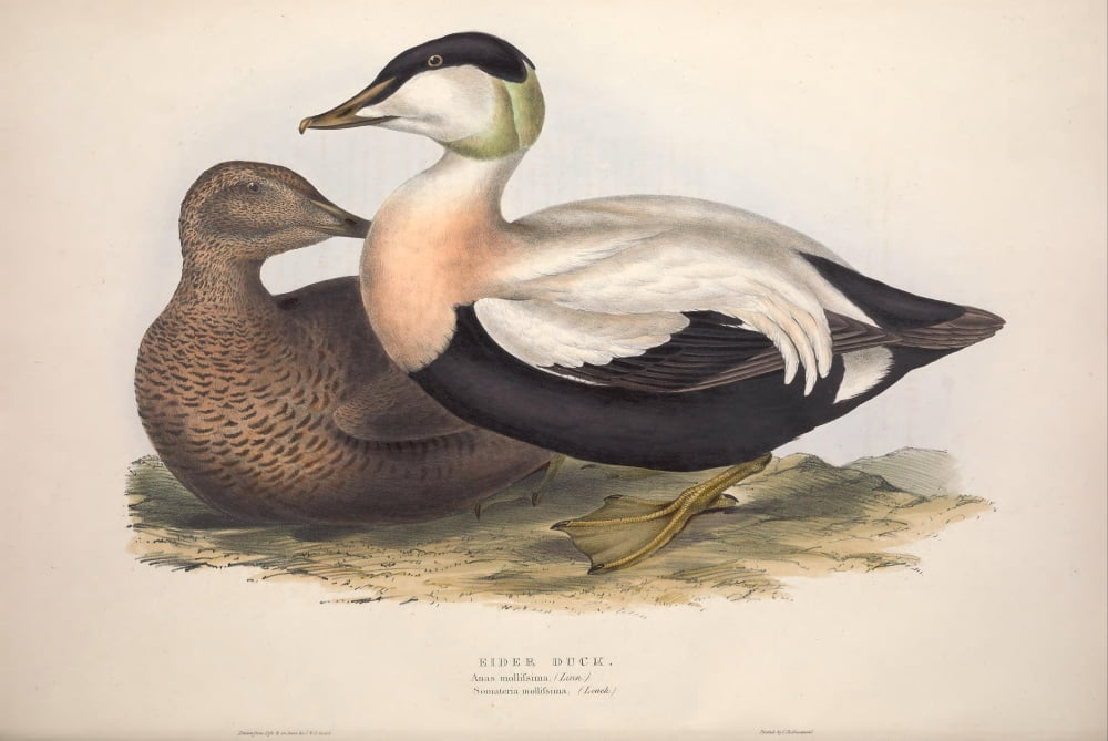 Birds of Europe 1837 Eider Duck Canvas Art - J & E Gould (18 x 24)