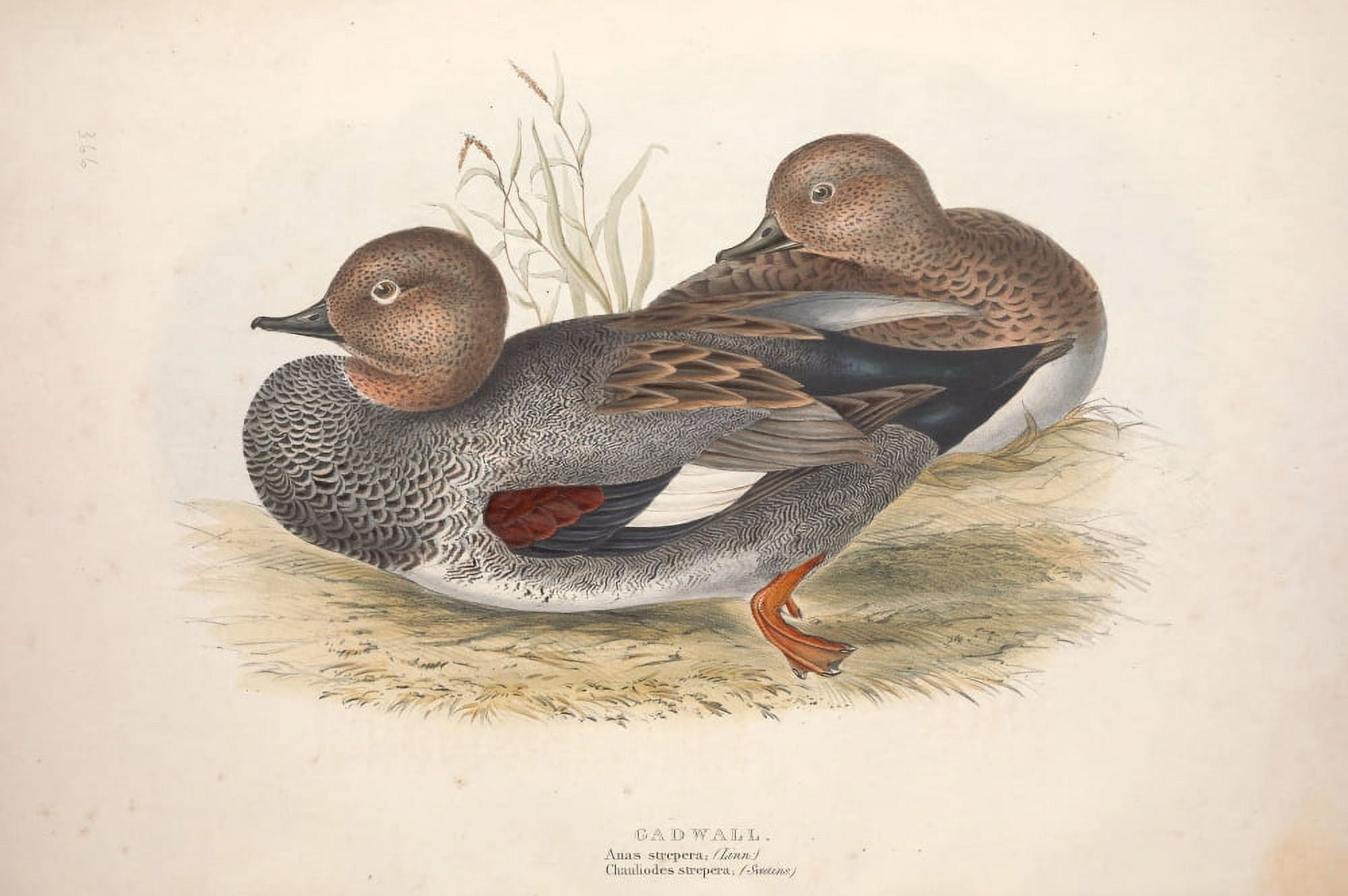 Birds of Europe 1837 Gadwall Canvas Art - J & E Gould (18 x 24)