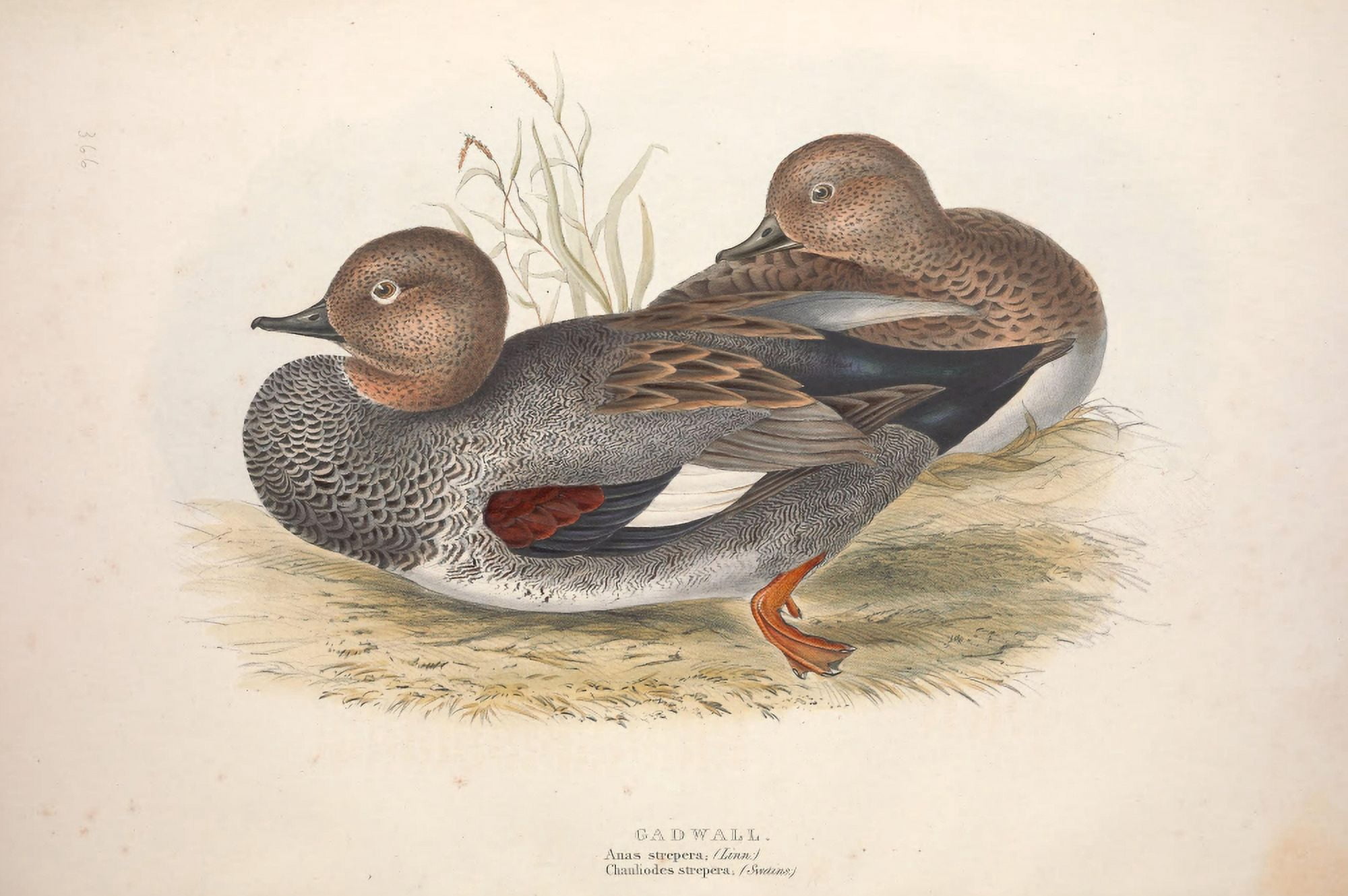 Birds of Europe 1837 Gadwall Canvas Art - J & E Gould (24 x 36)