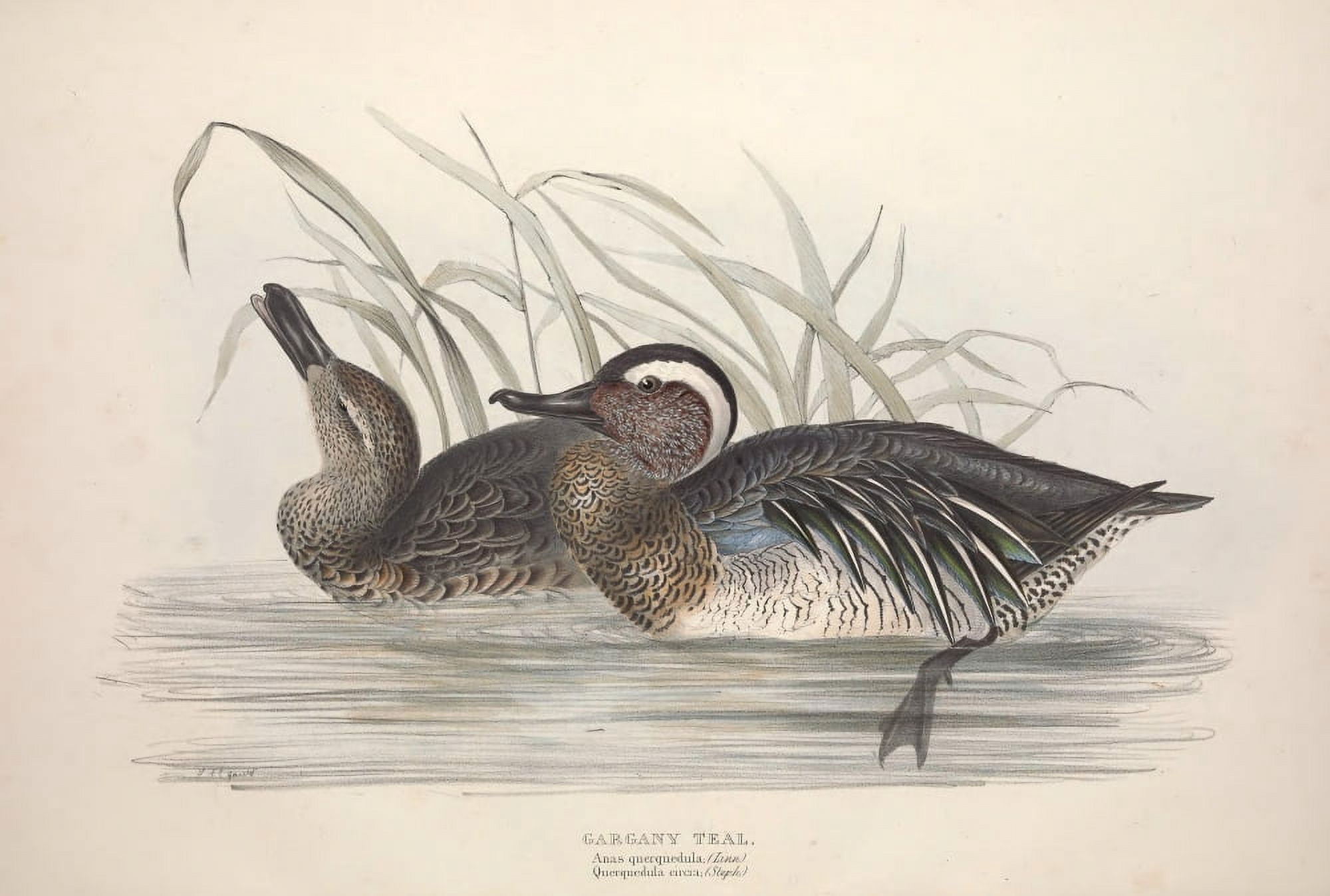 Birds of Europe 1837 Gargany Teal Canvas Art - J & E Gould (18 x 24)