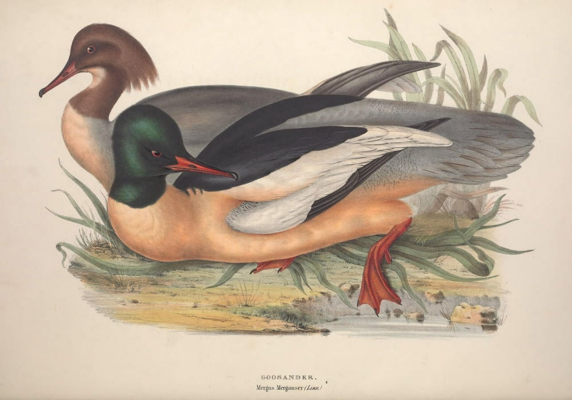 Birds of Europe 1837 Goosander Canvas Art - J & E Gould (24 x 36)
