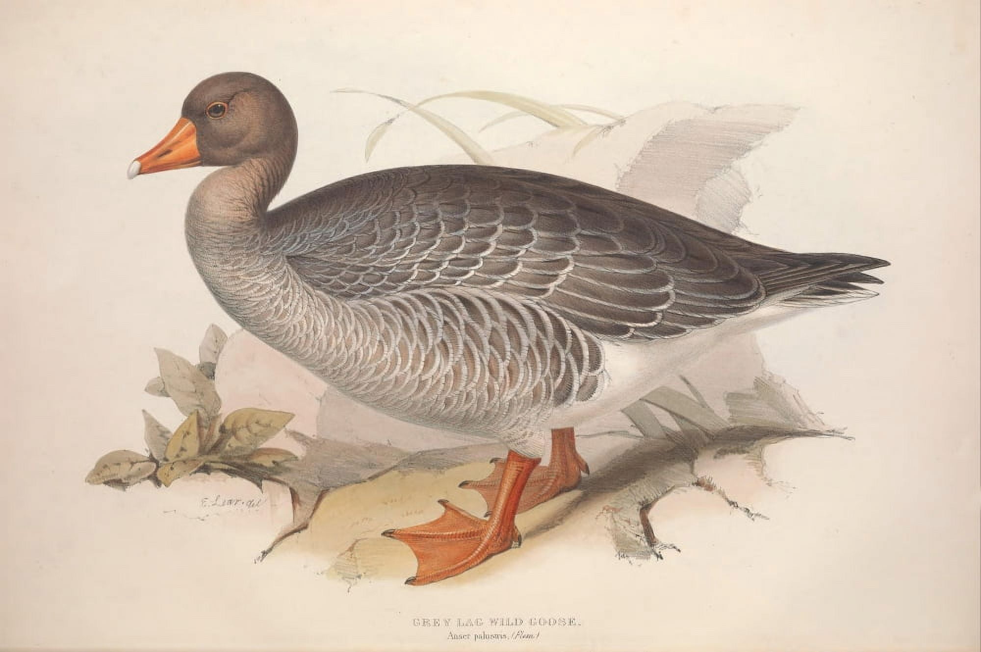 Birds of Europe 1837 Grey lag Goose Canvas Art - Edward Lear (18 x 24)
