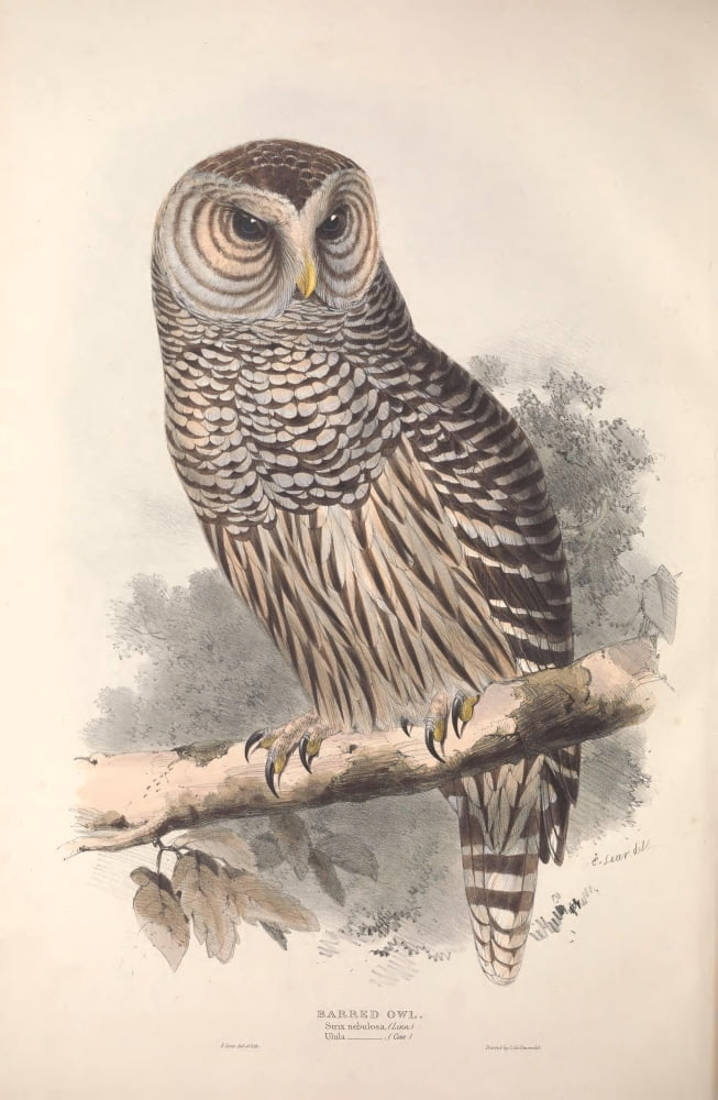 Birds of Europe 1837 Hawk Owl Canvas Art - Edward Lear (24 x 36)