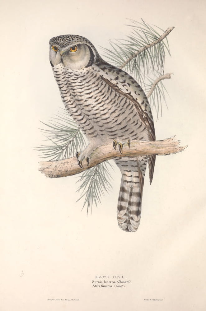 Birds of Europe 1837 Hawk Owl Canvas Art - J & E Gould (24 x 36)