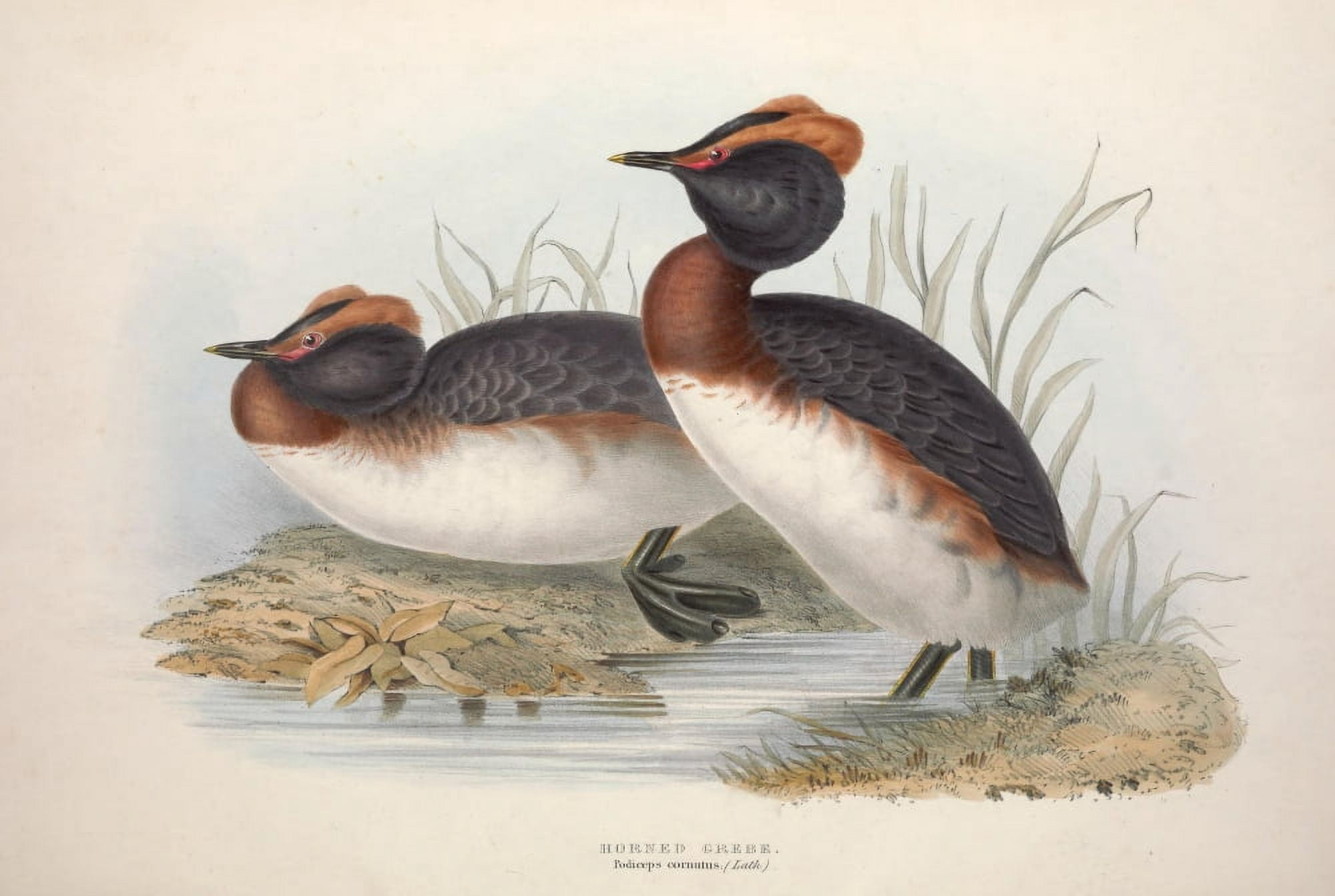 Birds of Europe 1837 Horned Grebe Canvas Art - J & E Gould (18 x 24)
