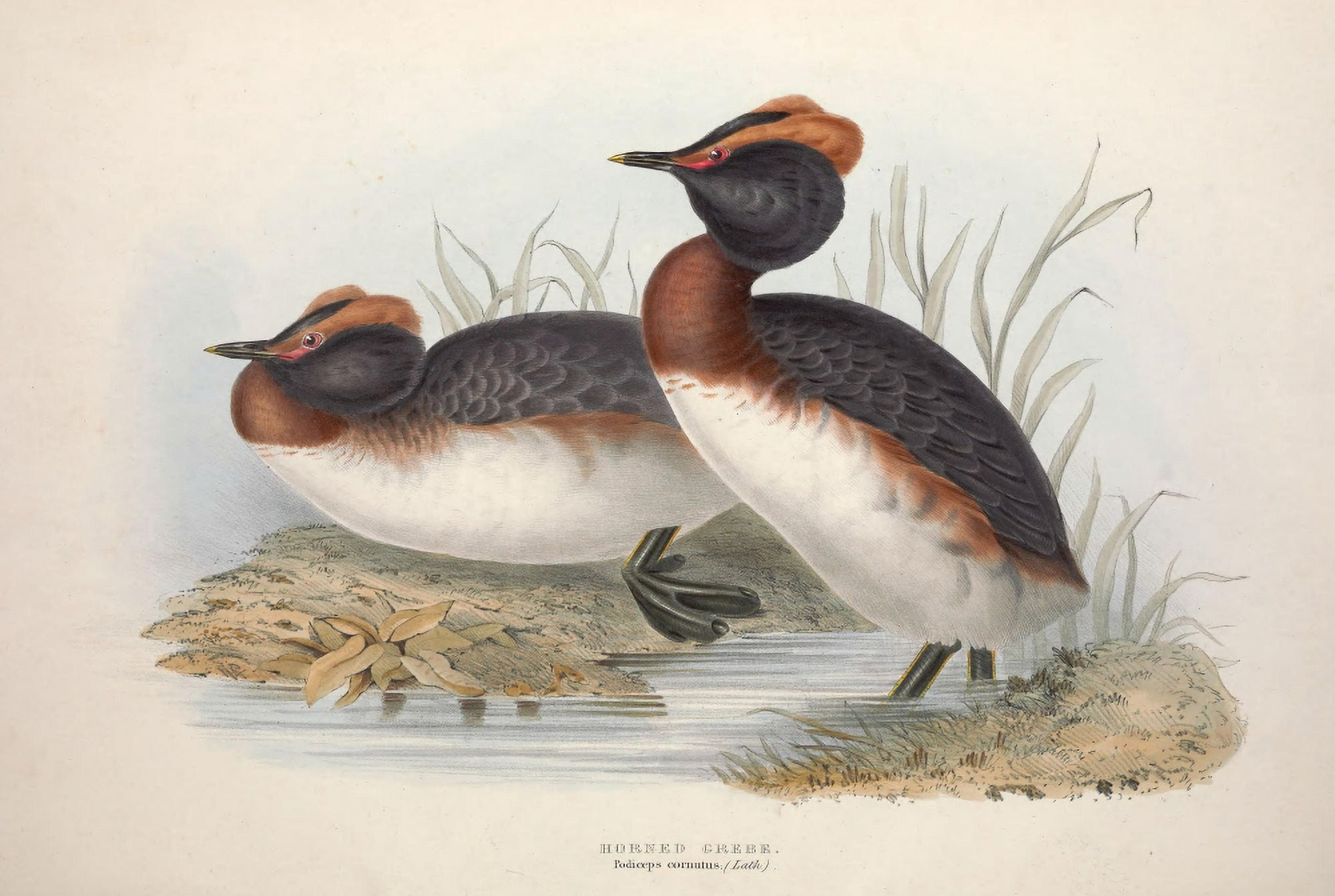 Birds of Europe 1837 Horned Grebe Canvas Art - J & E Gould (24 x 36)