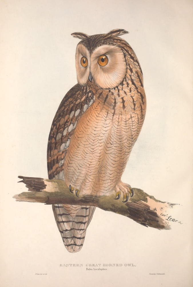Birds of Europe 1837 Horned Owl Canvas Art - Edward Lear (18 x 24)