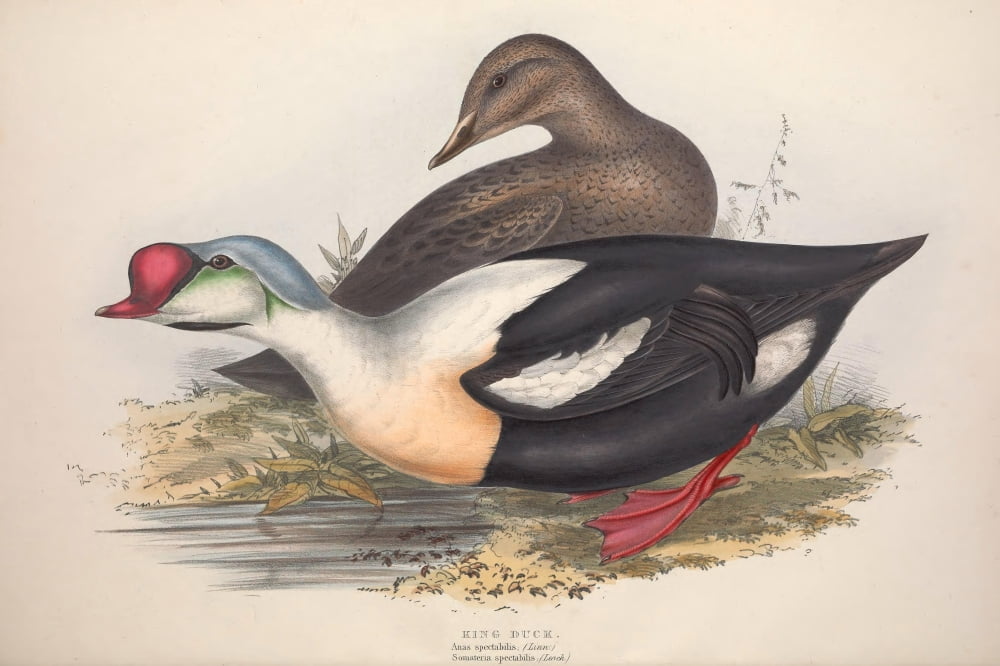 Birds of Europe 1837 King Duck Canvas Art - J & E Gould (18 x 24)