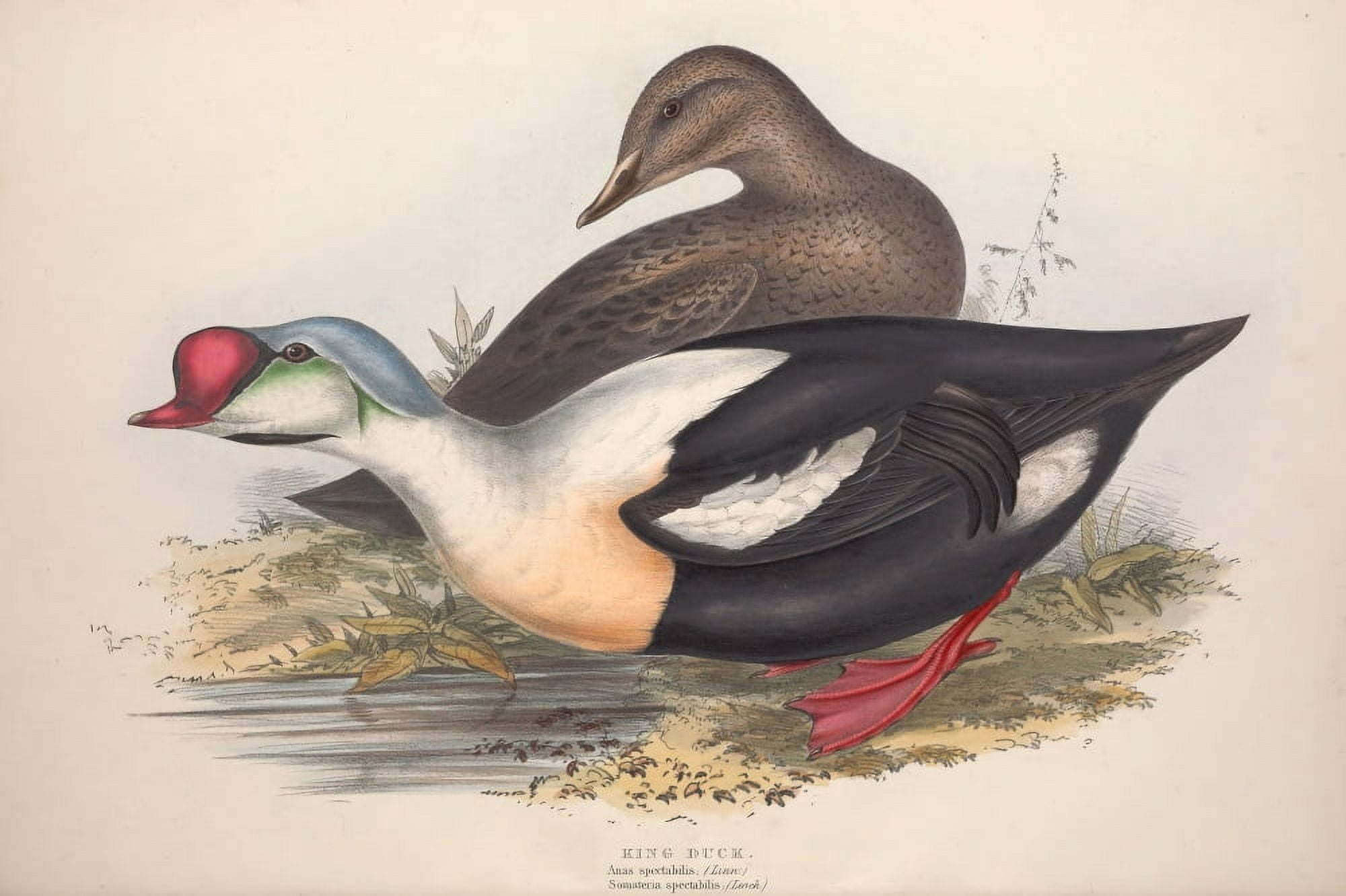Birds of Europe 1837 King Duck Canvas Art - J & E Gould (24 x 36)