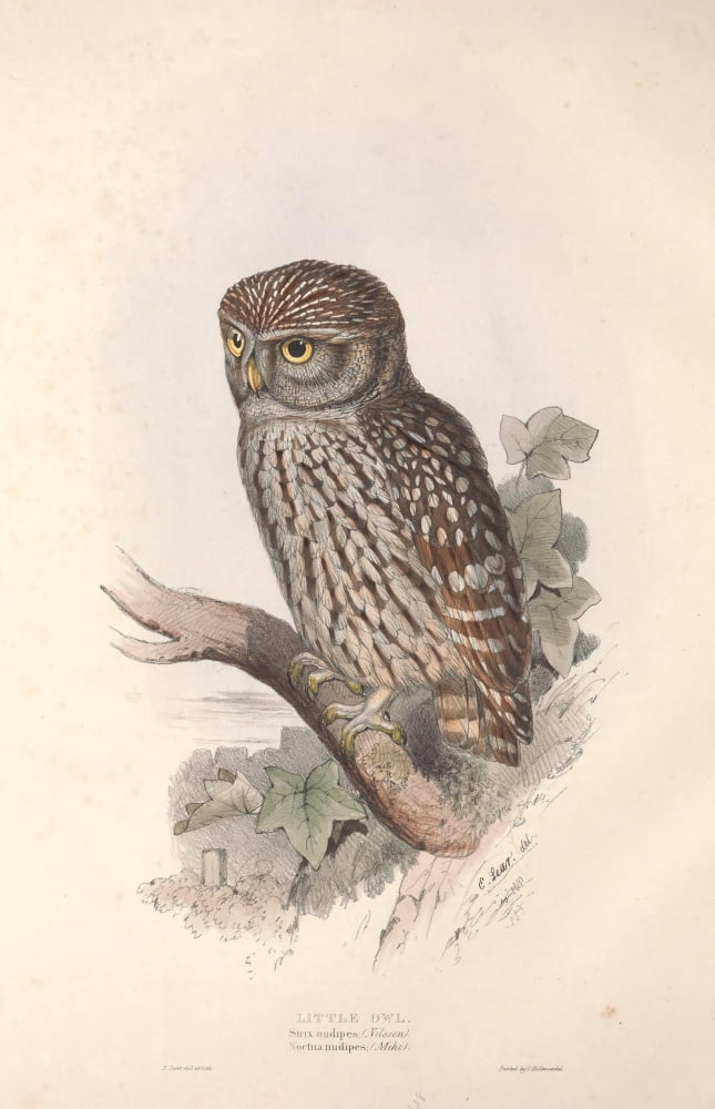 Birds of Europe 1837 Little Owl Canvas Art - Edward Lear (24 x 36)